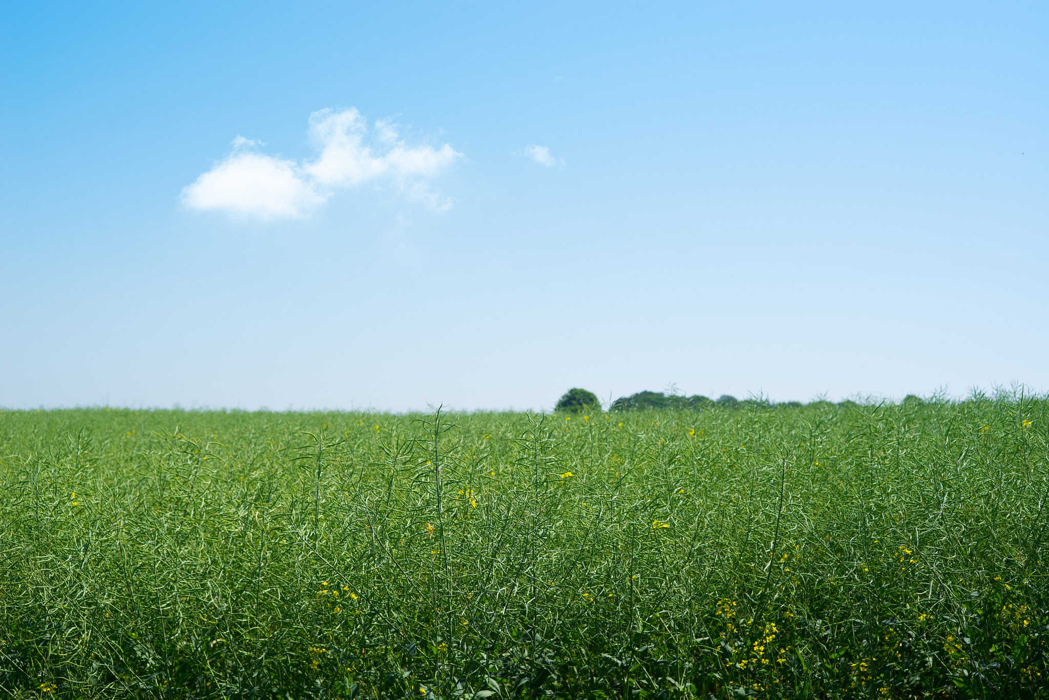 Sony a7R + Sony 50mm F1.4 sample photo. Rapeseed field with green plants photography