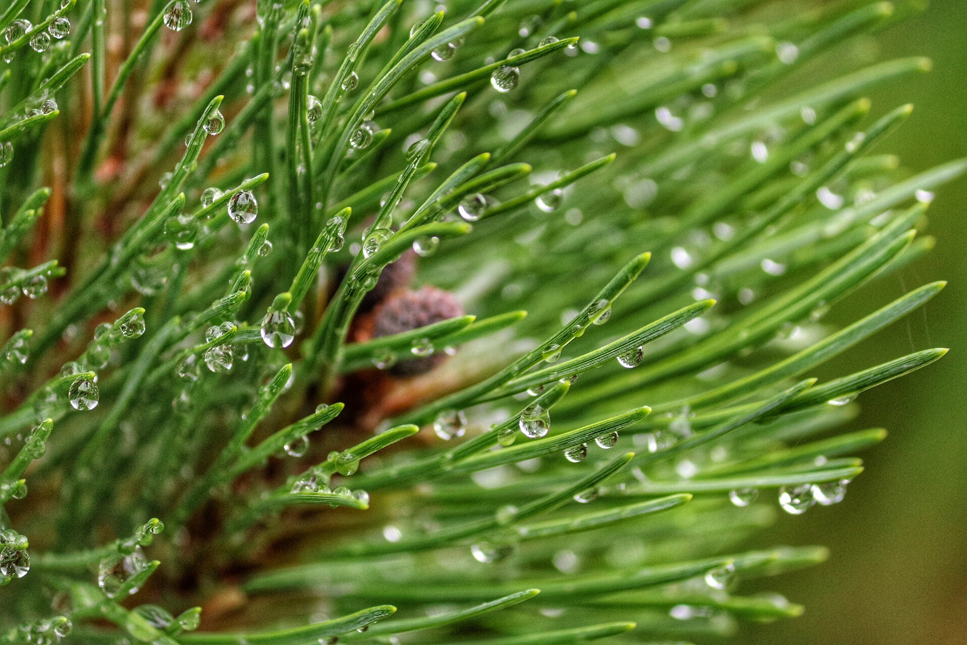 Canon EF-S 55-250mm F4-5.6 IS II sample photo. Drops photography