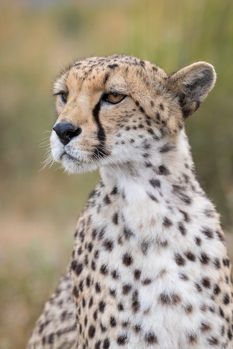 Canon EF 100-400mm F4.5-5.6L IS II USM sample photo. Cheetah ( female ) photography