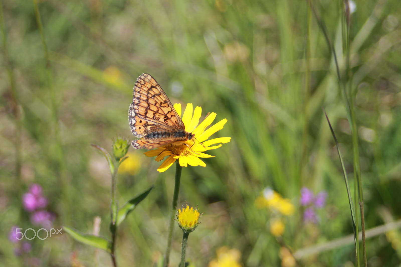 Canon EF 28-80mm f/3.5-5.6 sample photo. Butterfly photography