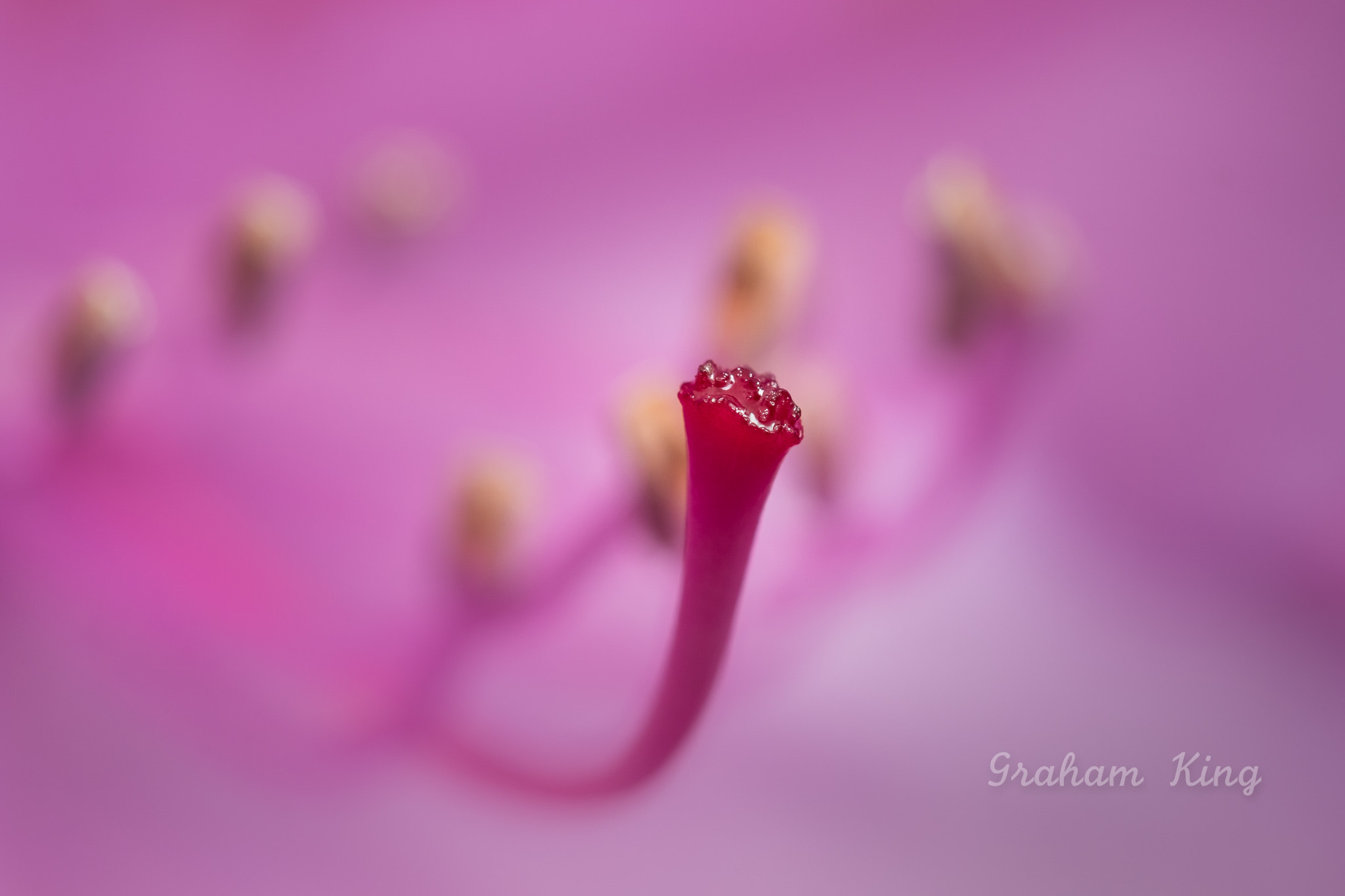 Canon EF-S 60mm F2.8 Macro USM sample photo. Rhododendron stigma photography
