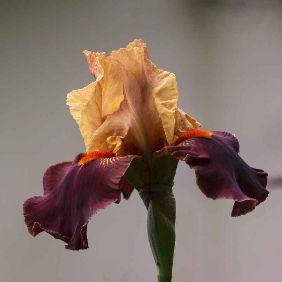 Sigma APO Macro 150mm f/2.8 EX DG HSM sample photo. Iris (3) photography