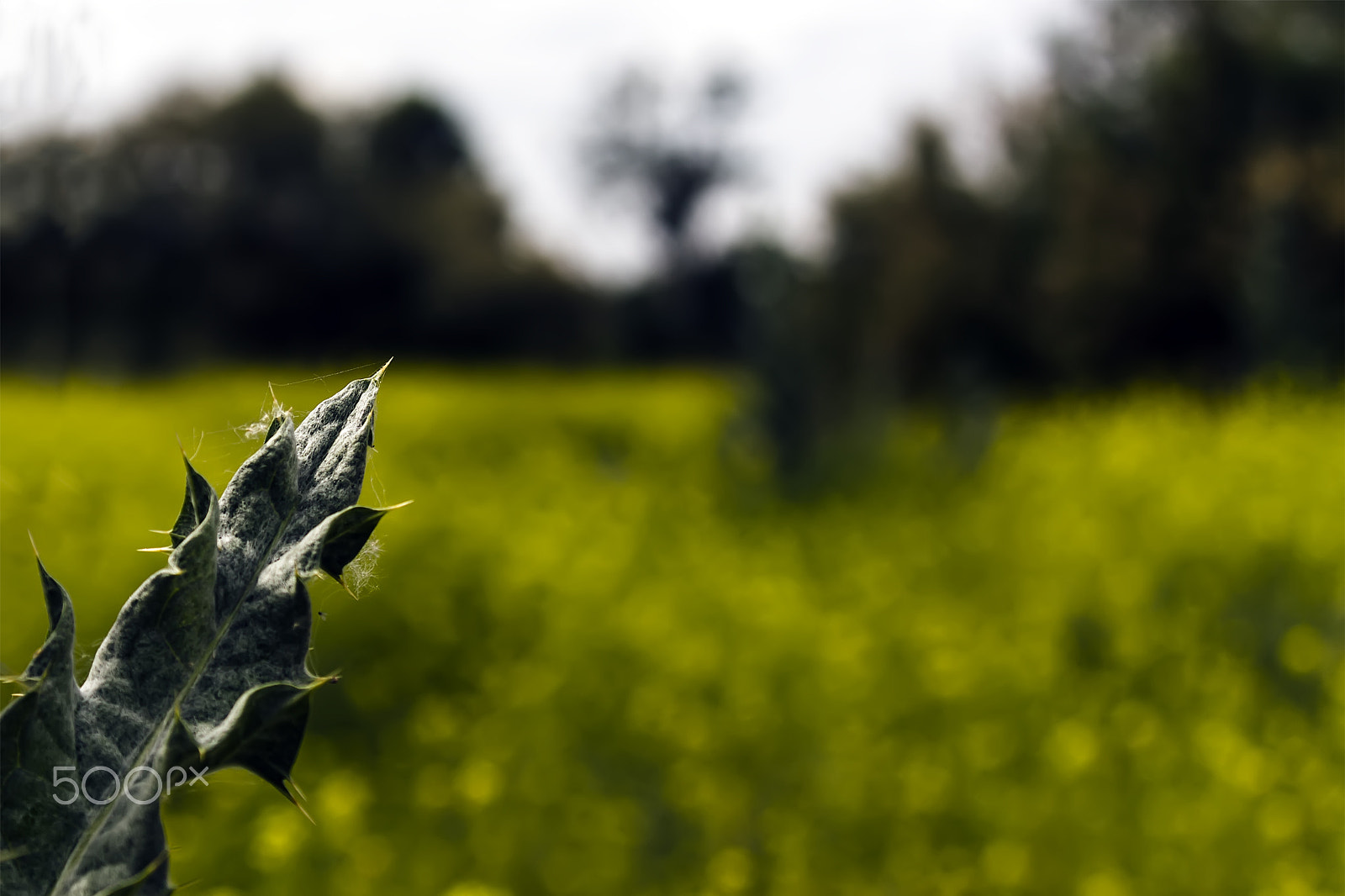 Canon EF 35-350mm F3.5-5.6L USM sample photo. Apuntando photography