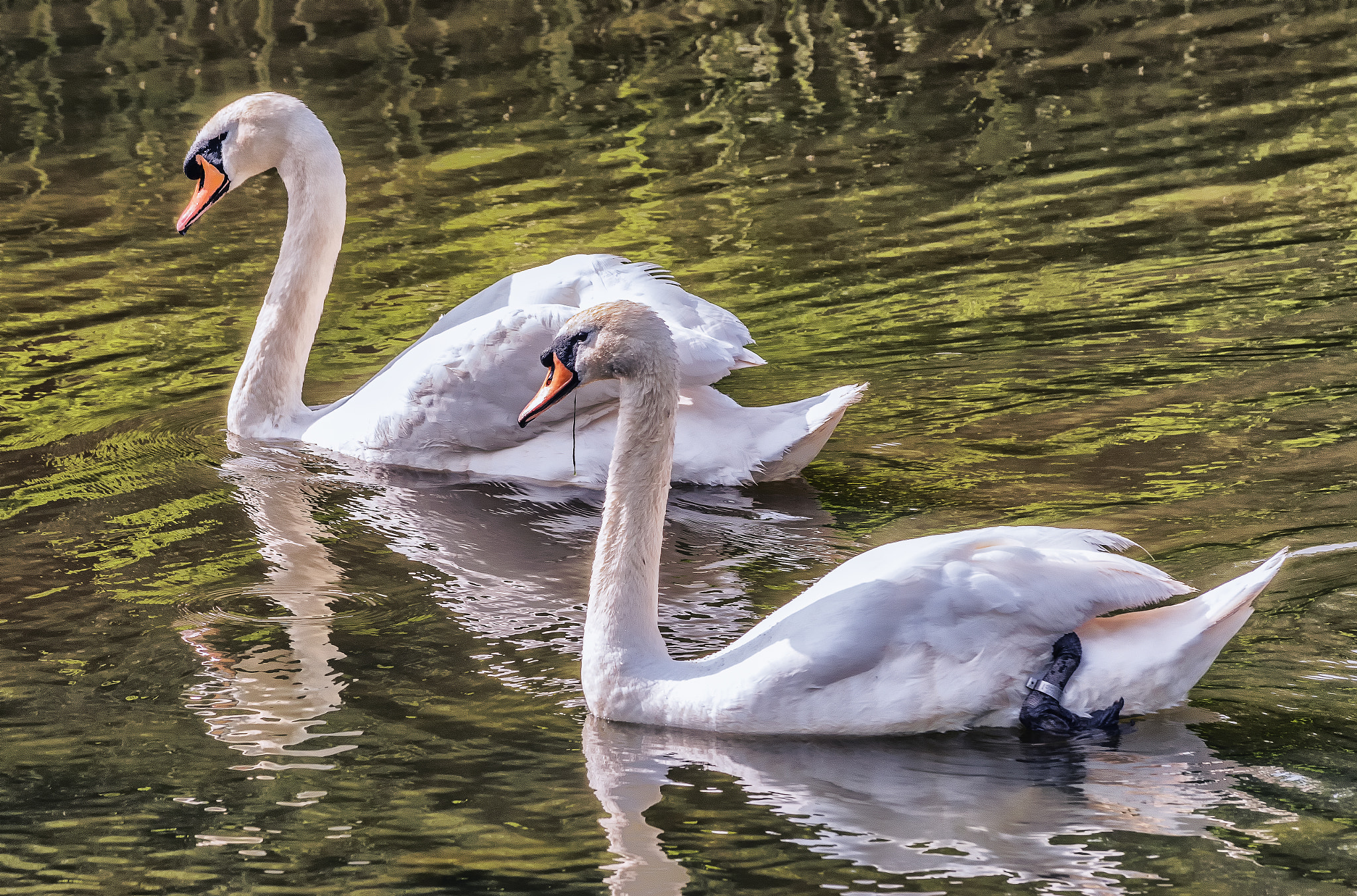 Pentax K-S1 + Sigma sample photo. Swan lake  photography