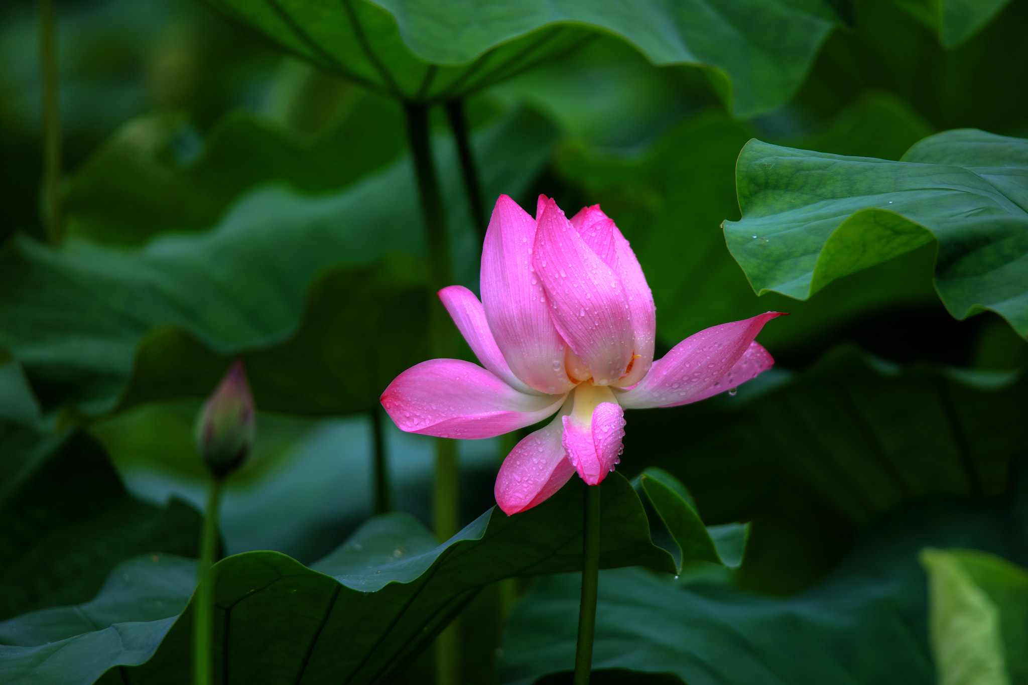Tamron SP 150-600mm F5-6.3 Di VC USD sample photo. Lotus photography