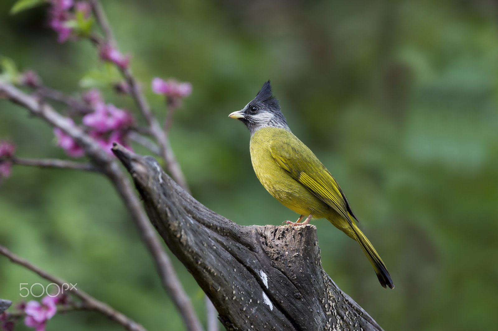 Nikon AF-S Nikkor 600mm F4E FL ED VR sample photo. Crested finchbill photography