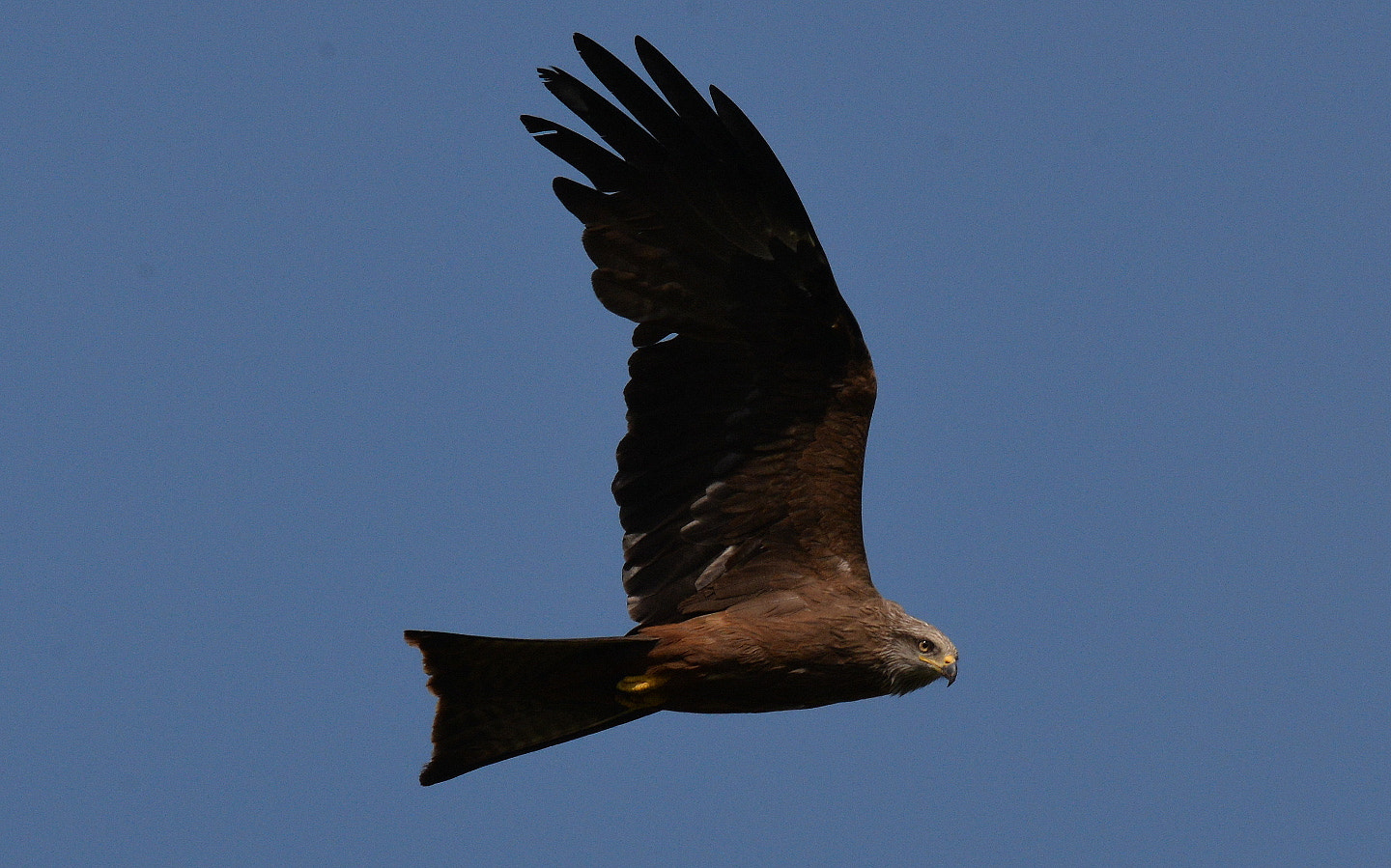 Sigma 150-600mm F5-6.3 DG OS HSM | S sample photo. Milvus milvus photography