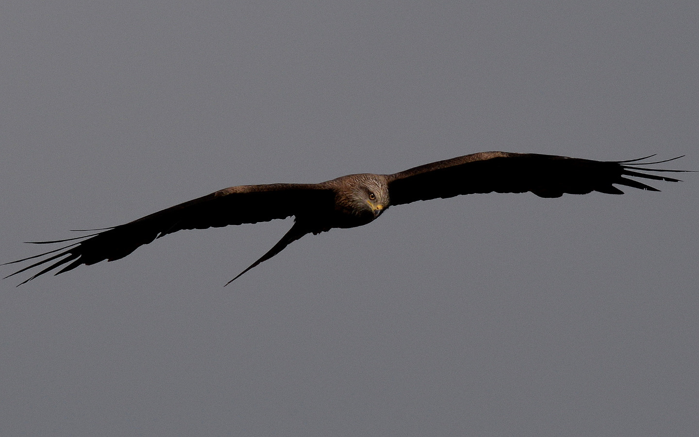 Sigma 150-600mm F5-6.3 DG OS HSM | S sample photo. Milvus milvus photography