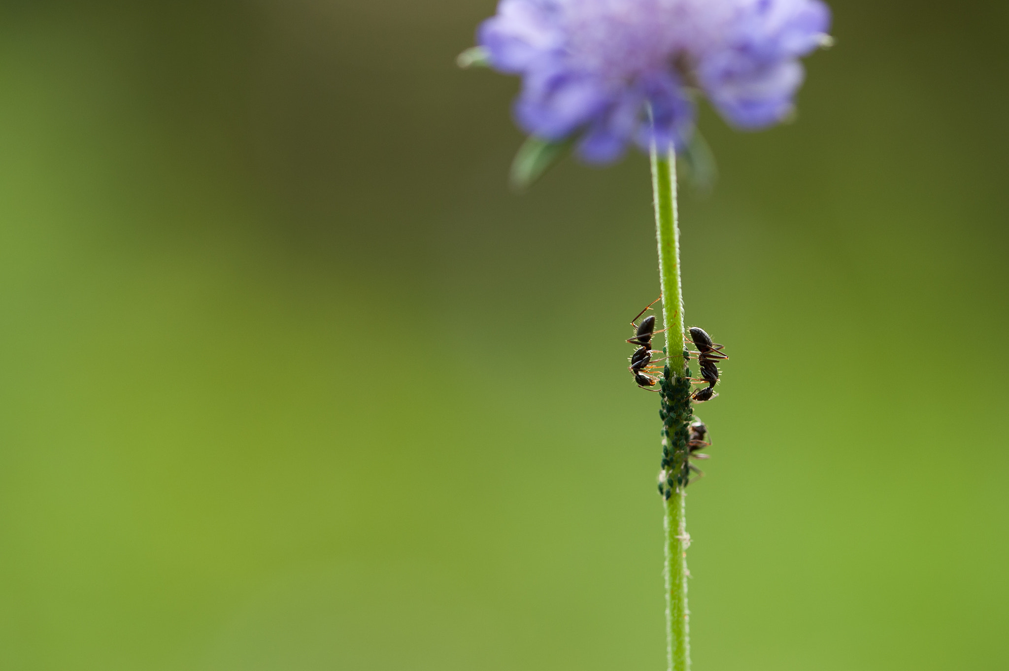 Nikon D700 + Sigma 105mm F2.8 EX DG OS HSM sample photo. Mirror ants photography