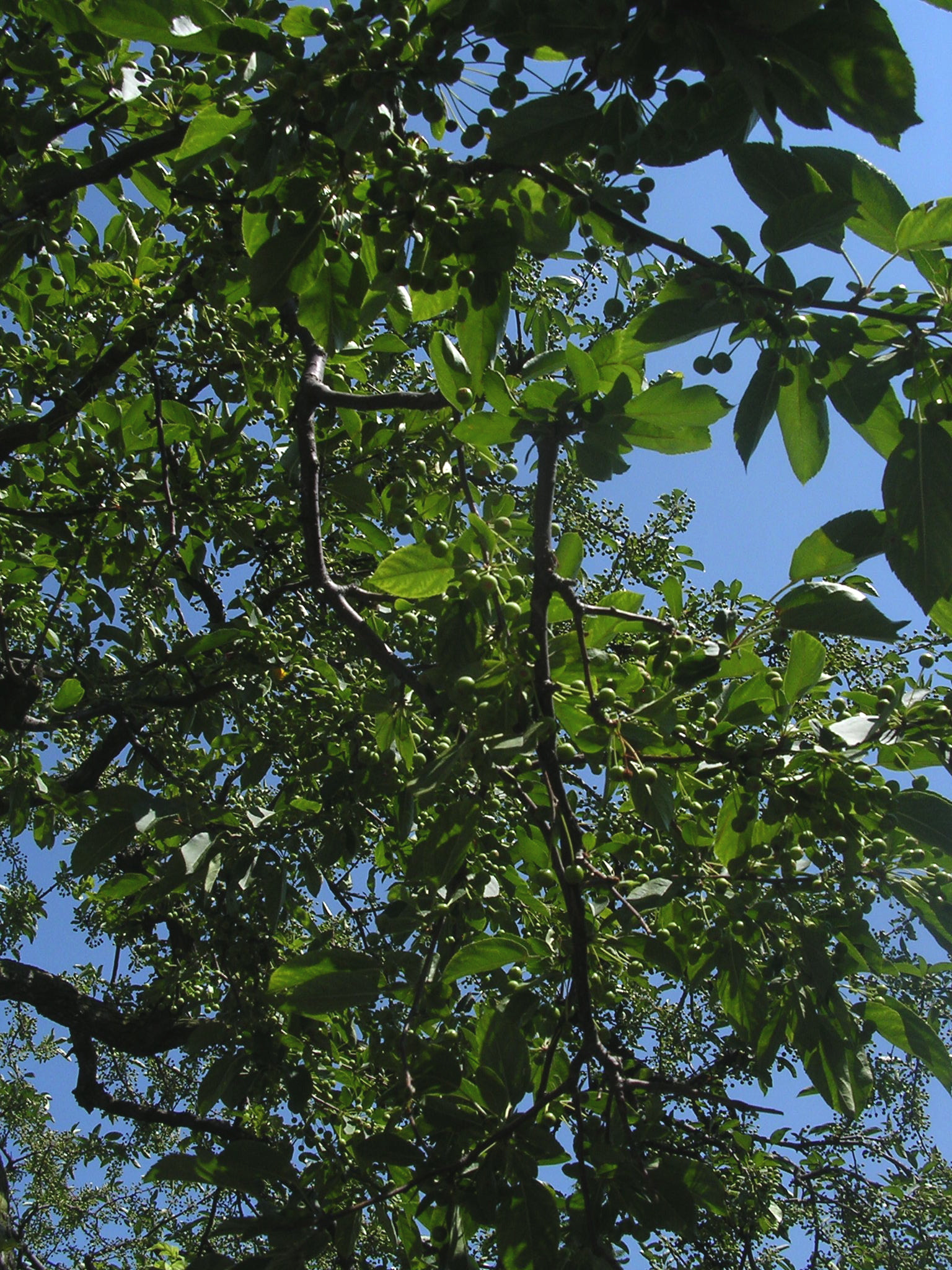Nikon E3100 sample photo. Trees in summer photography
