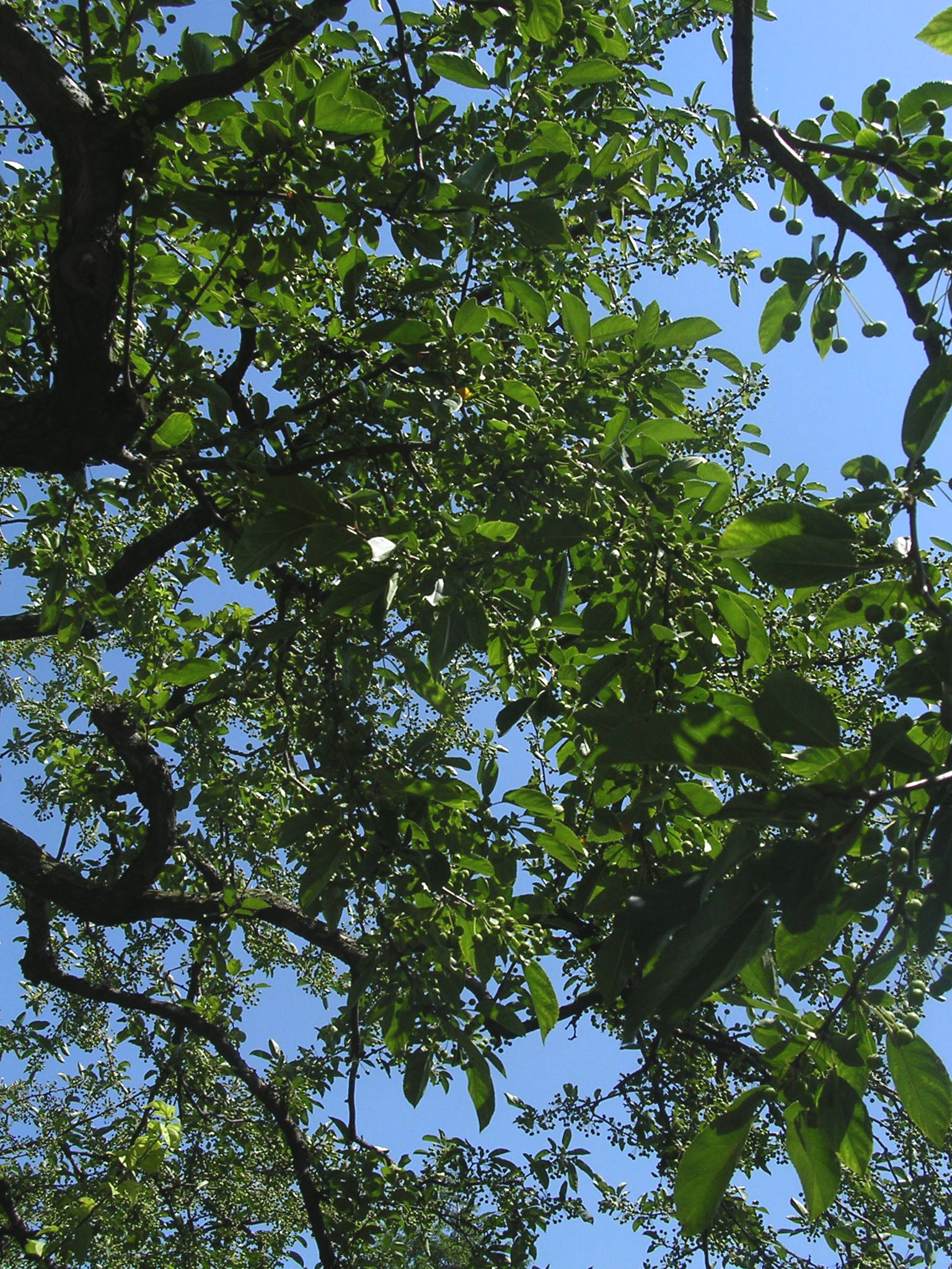 Nikon E3100 sample photo. Trees in summer photography