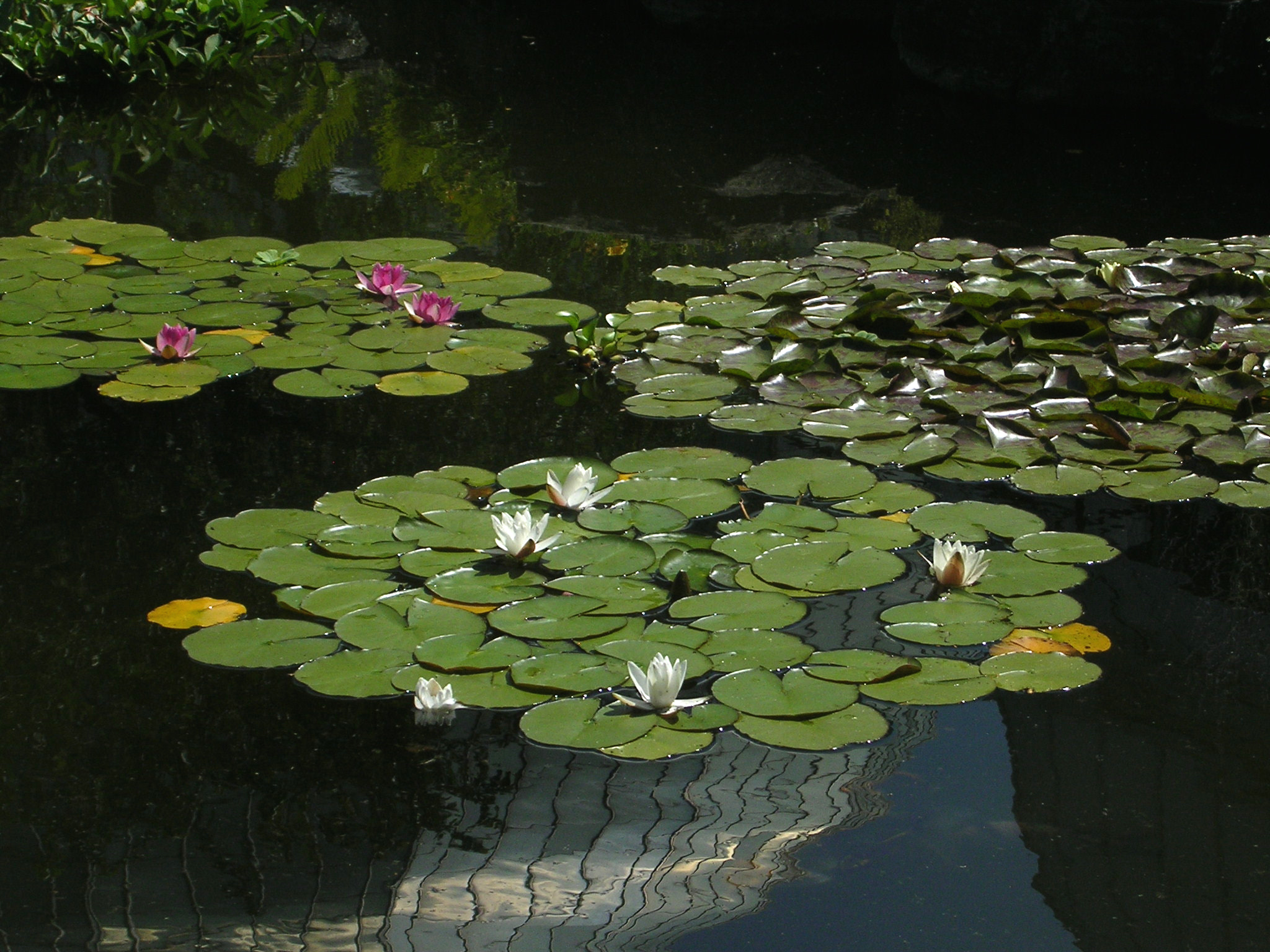 Nikon E3100 sample photo. Belle isle conservatory pond photography