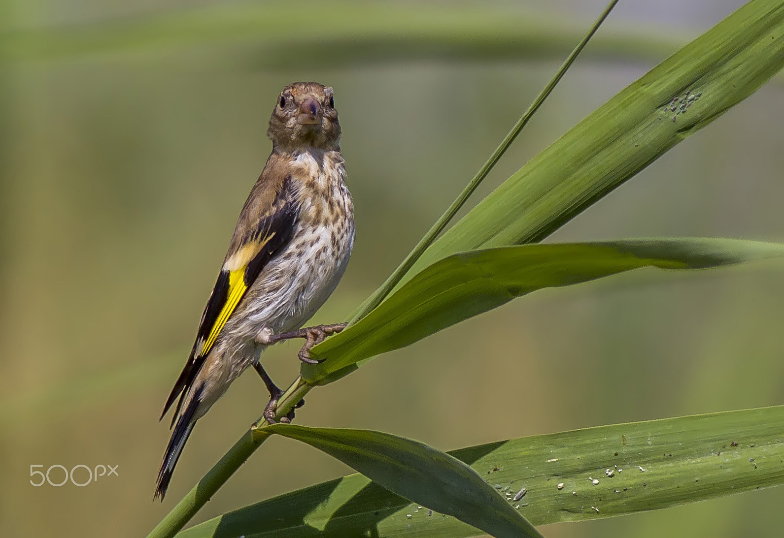 Canon EOS 7D sample photo. Goldfinch... photography