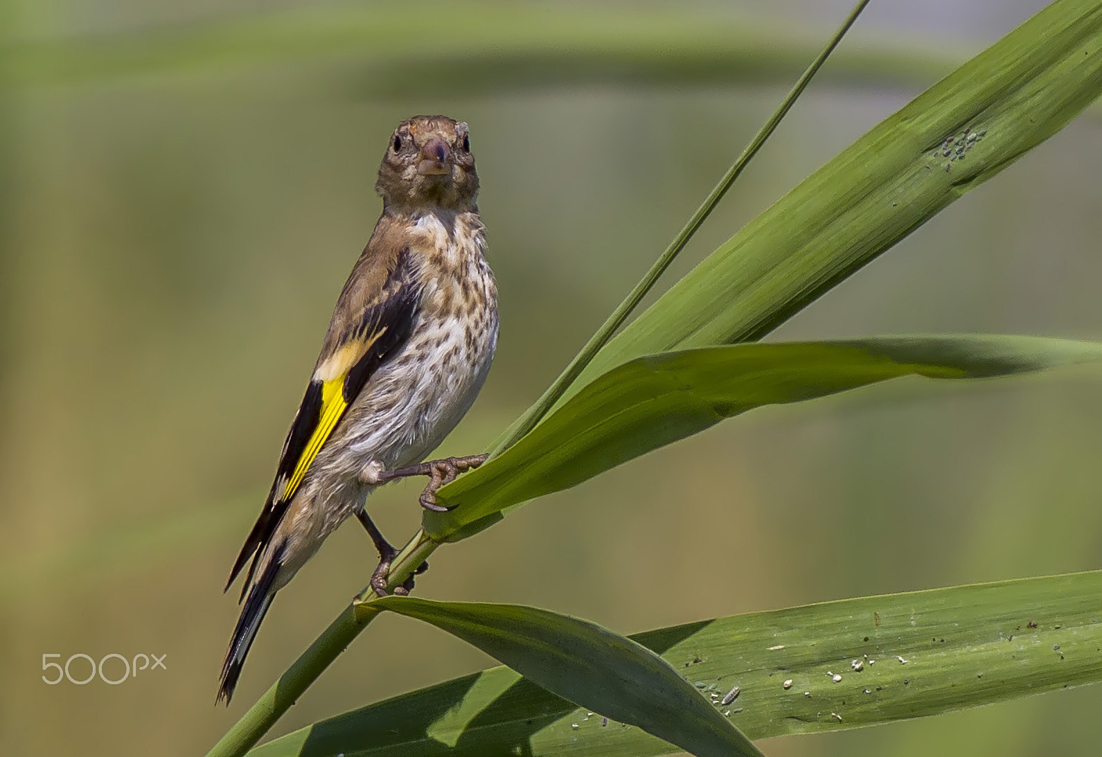Canon EOS 7D + Canon EF 400mm F5.6L USM sample photo. Goldfinch... photography