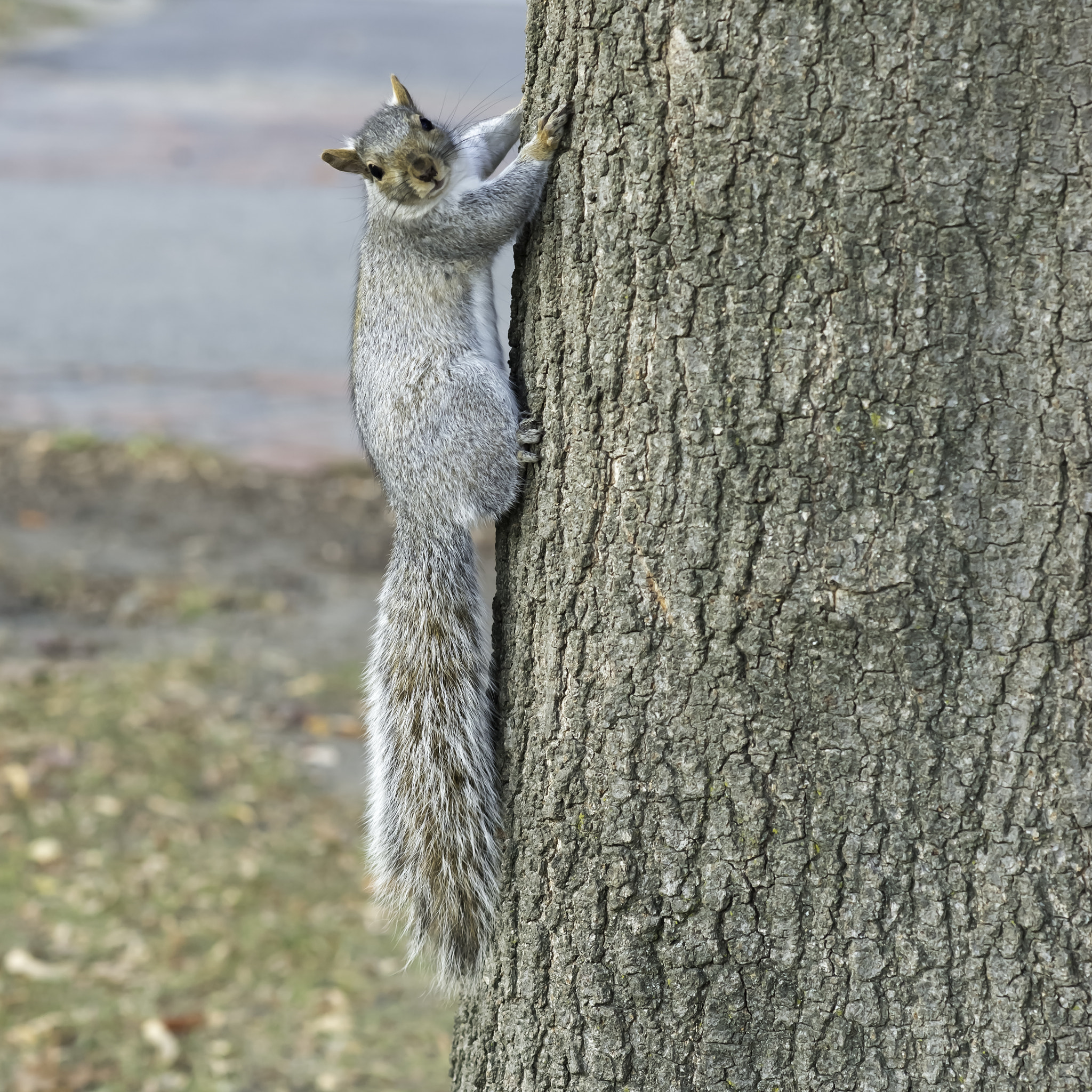 Nikon D800E + Nikon AF Nikkor 85mm F1.8D sample photo. Squirrel.jpg photography