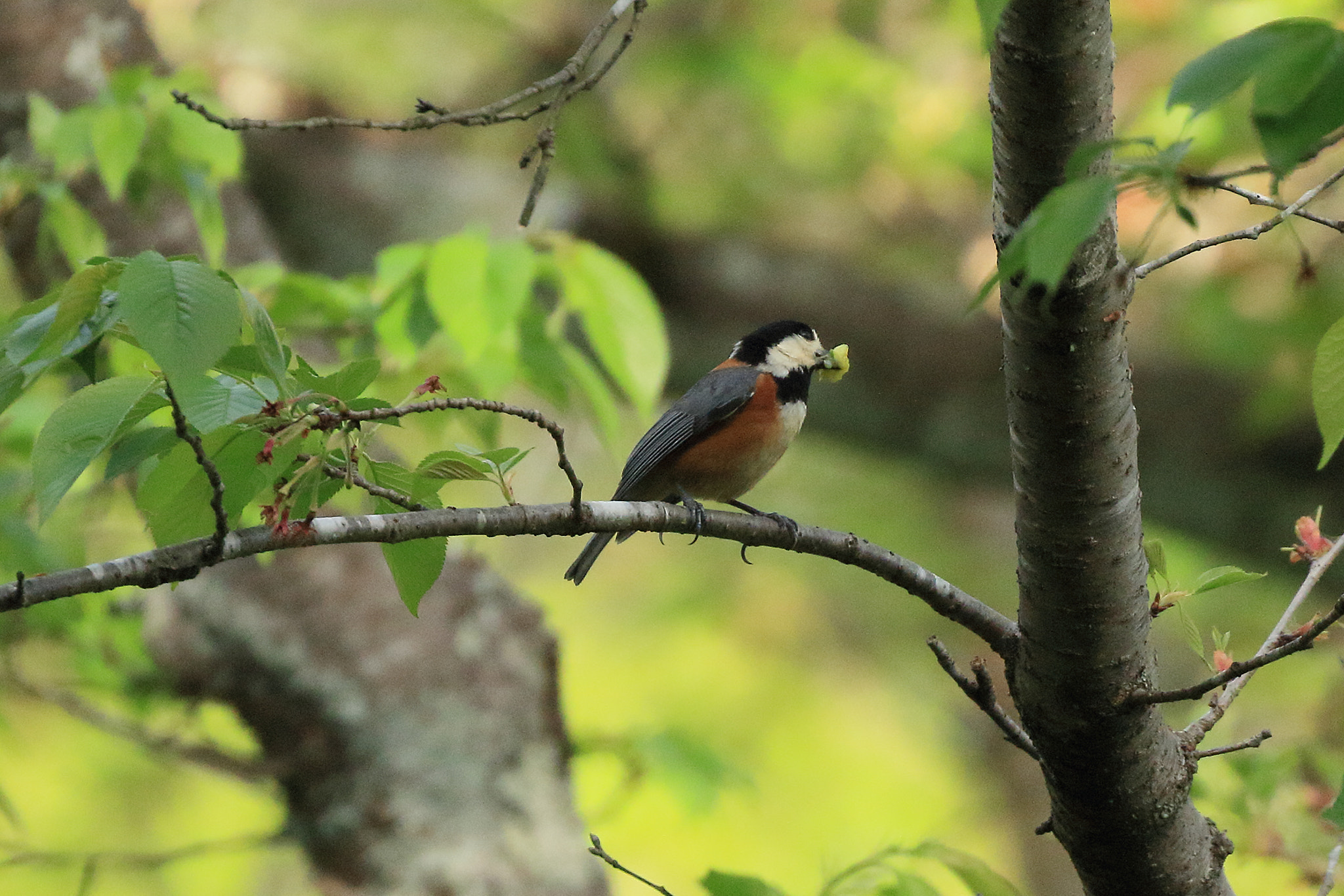 Canon EOS 7D Mark II sample photo. A varied tit photography