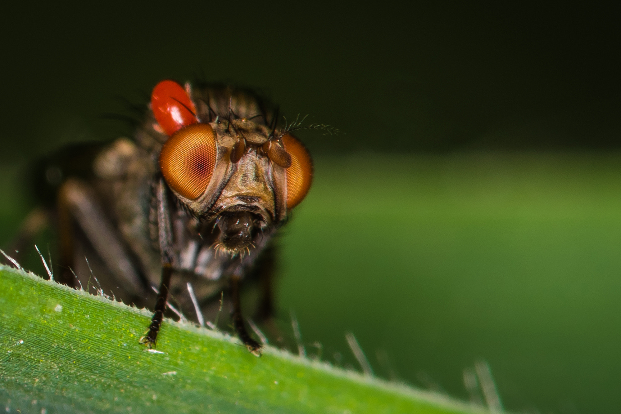 Nikon D810 + Nikon AF Micro-Nikkor 200mm F4D ED-IF sample photo. Brain slug... photography