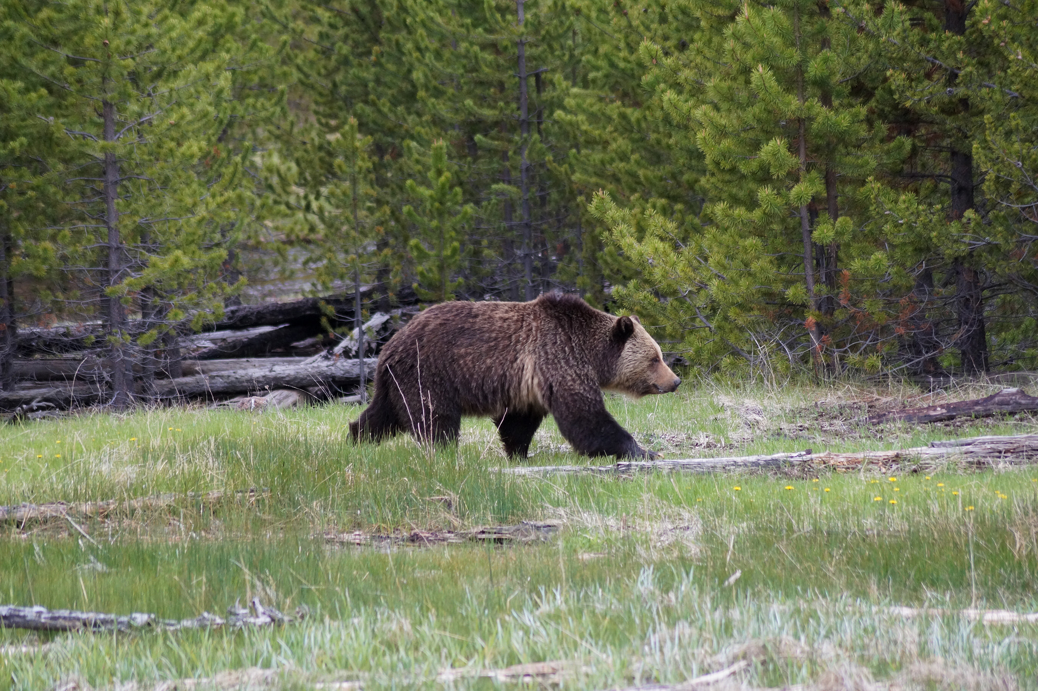 Sony SLT-A58 + Sony DT 55-200mm F4-5.6 SAM sample photo. Grizzly yellowstone photography