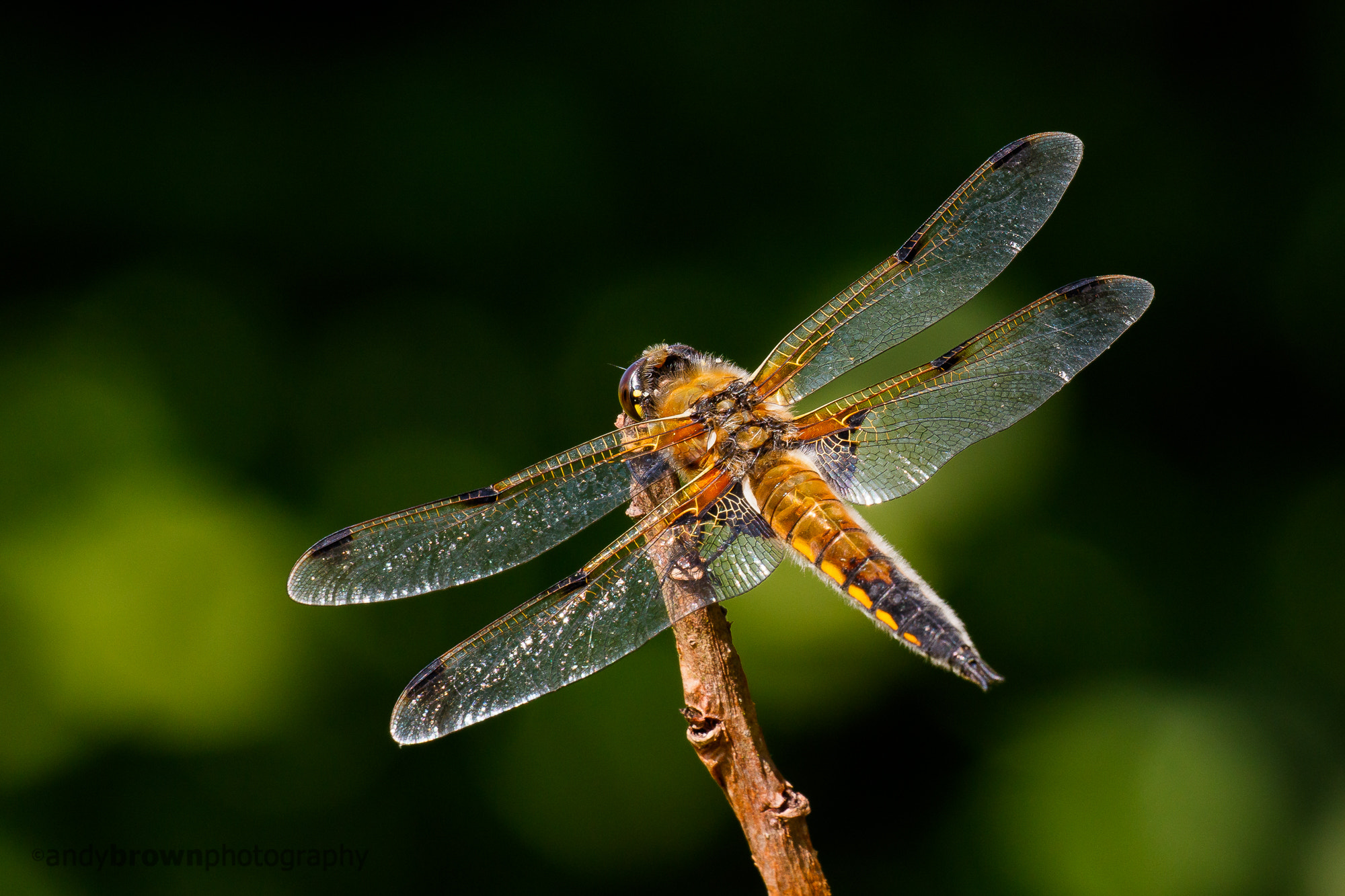 Canon EOS 7D Mark II sample photo. Four-spotted chaser (m) photography