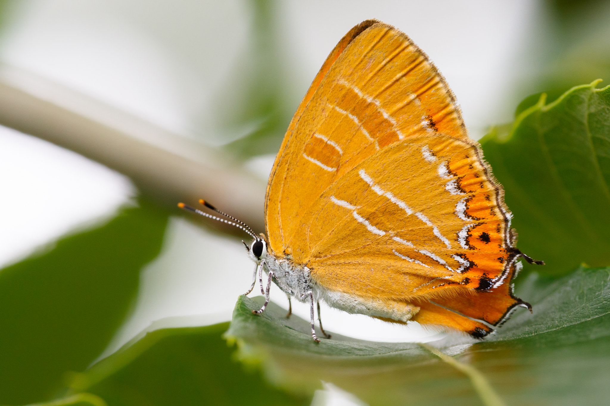 Sigma APO Macro 180mm F2.8 EX DG OS HSM sample photo. Japonica lutea photography