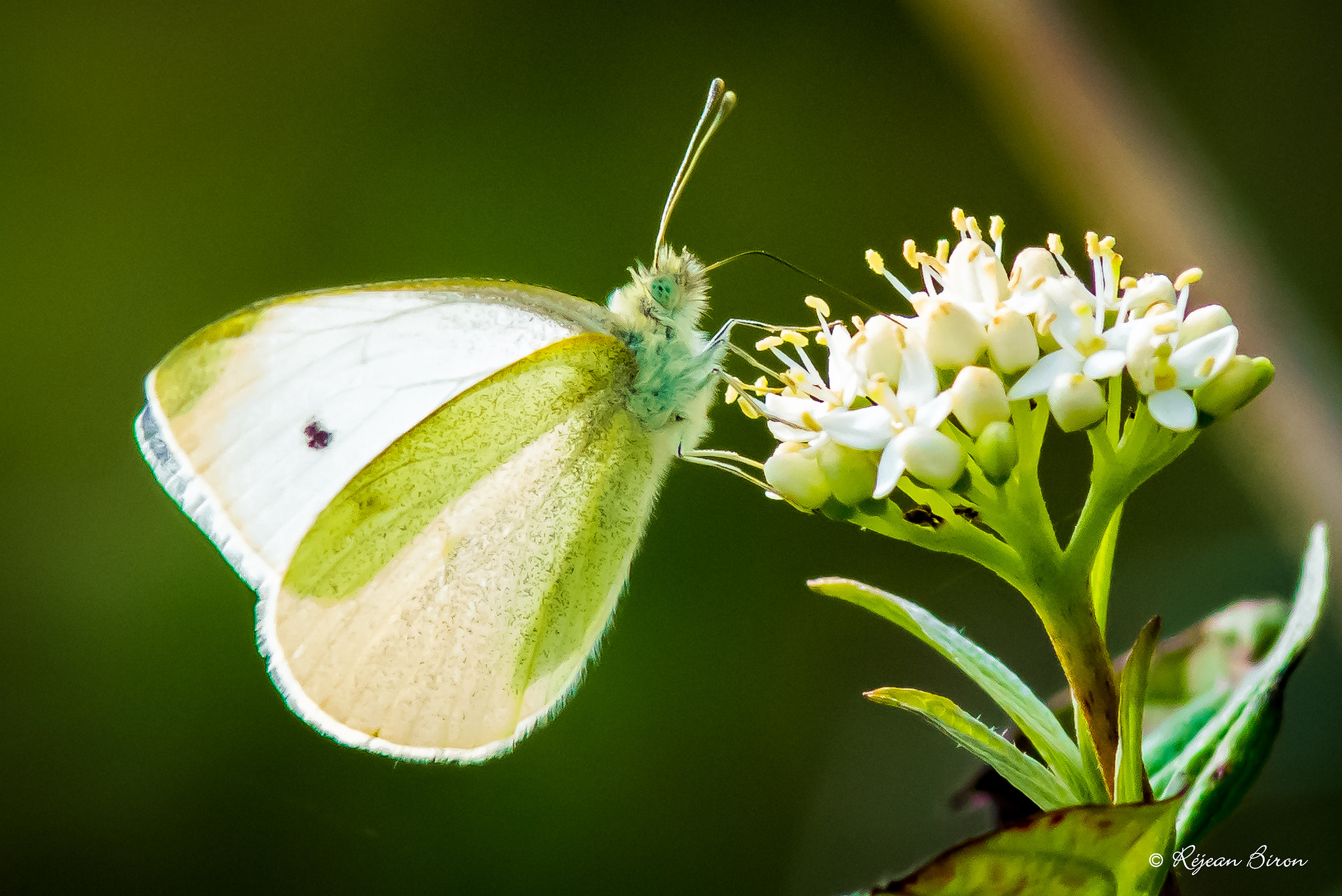 Nikon D7200 + AF Nikkor 300mm f/4 IF-ED sample photo. Butterfly photography