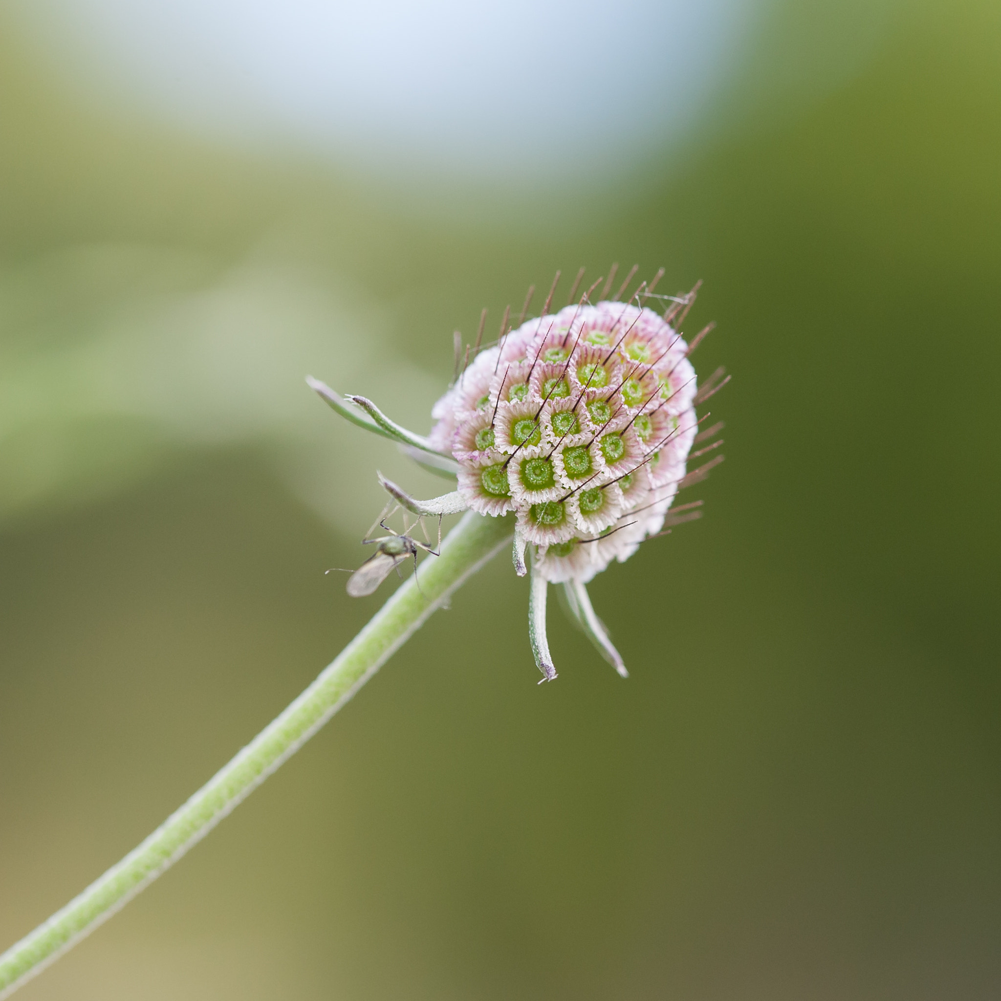 Sigma 105mm F2.8 EX DG OS HSM sample photo. Flower photography