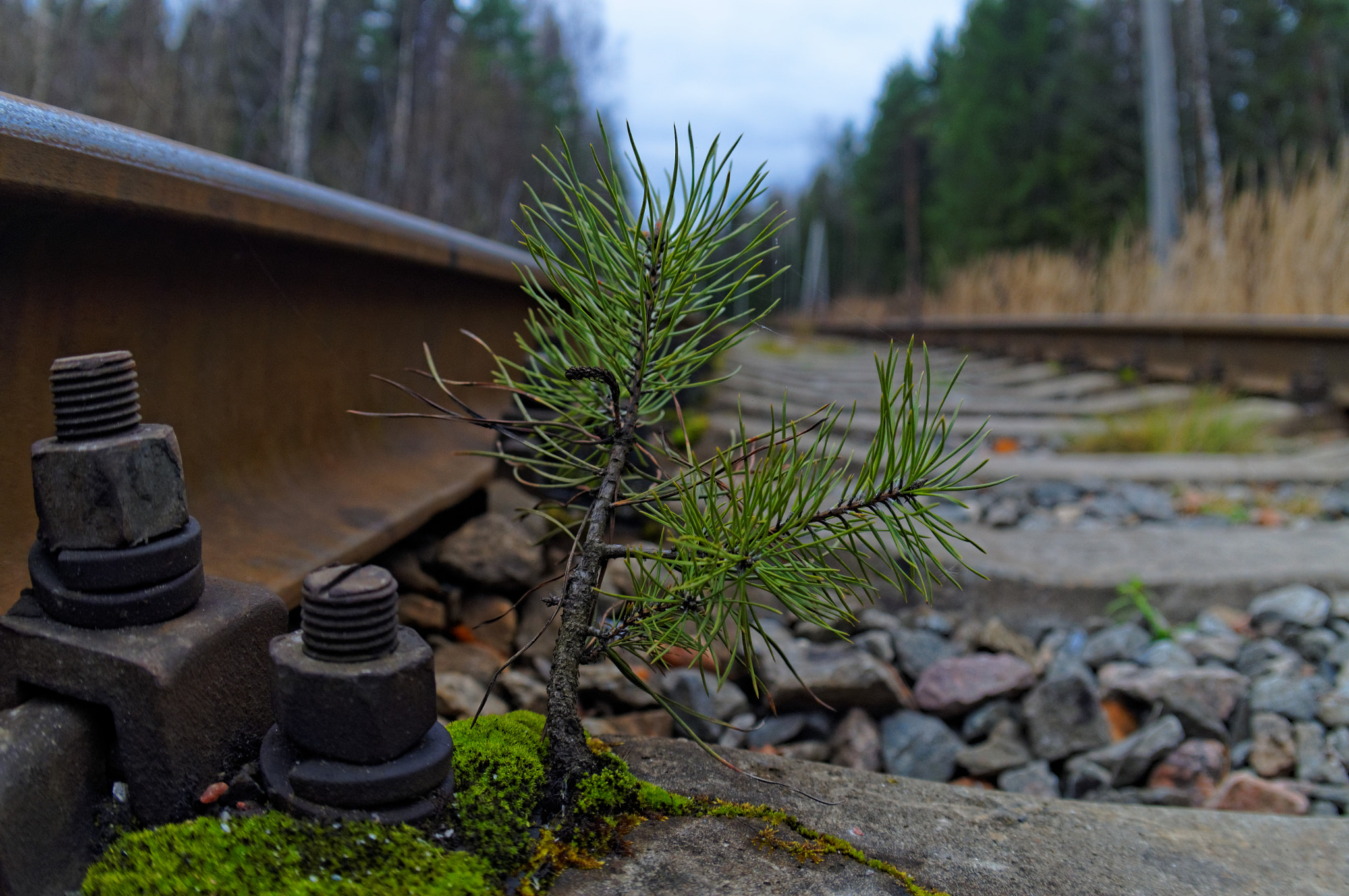 Sony SLT-A37 + Minolta AF 50mm F1.7 sample photo. Новая жизнь photography