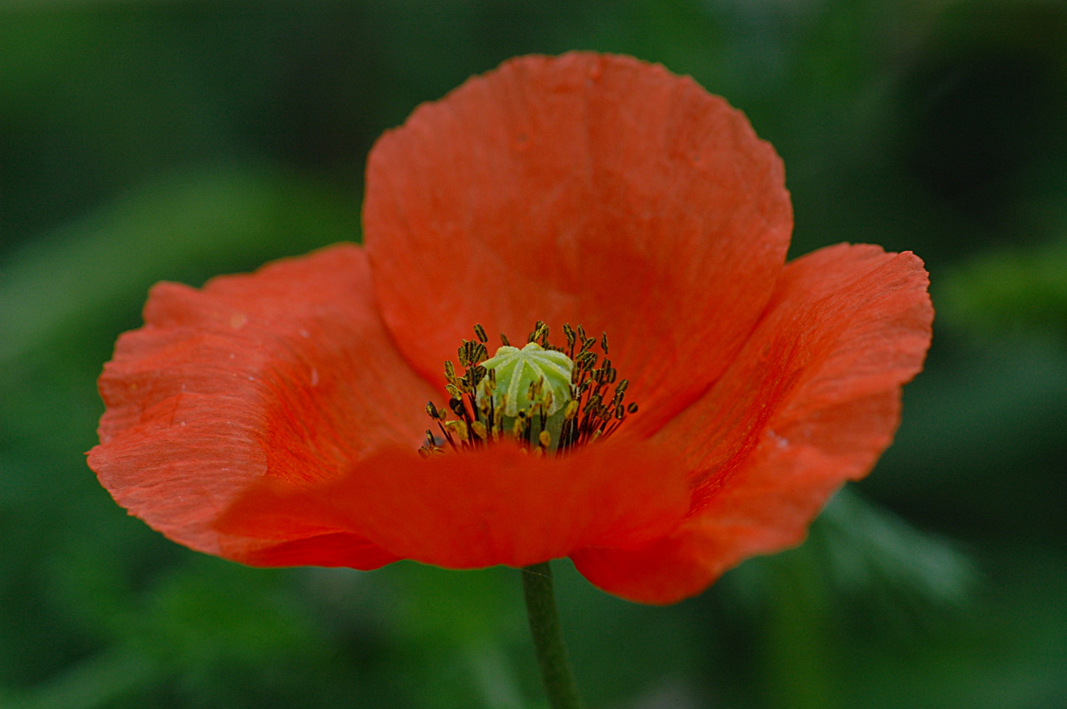 Nikon D70s + Sigma Macro 90mm F2.8 sample photo. A photography