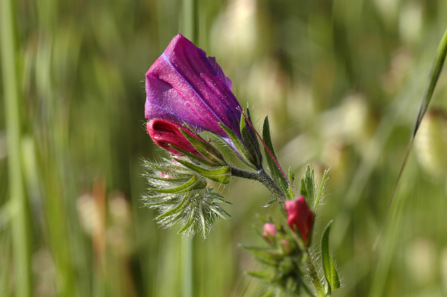 Sigma Macro 90mm F2.8 sample photo. A photography