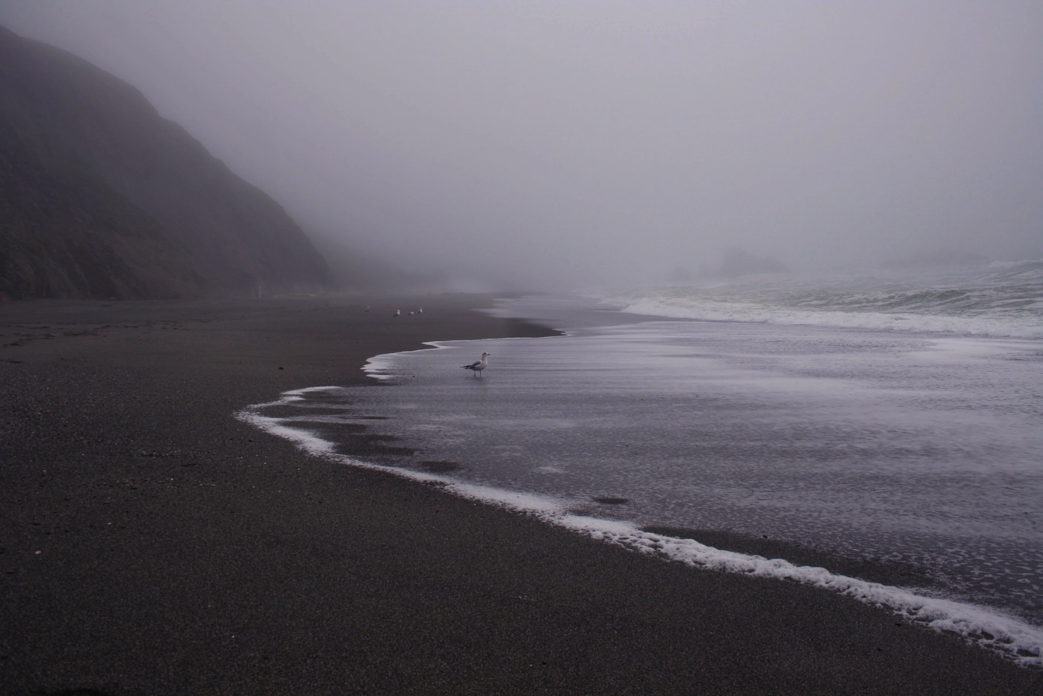 Canon EF-S 18-55mm F3.5-5.6 sample photo. Ocean gull photography