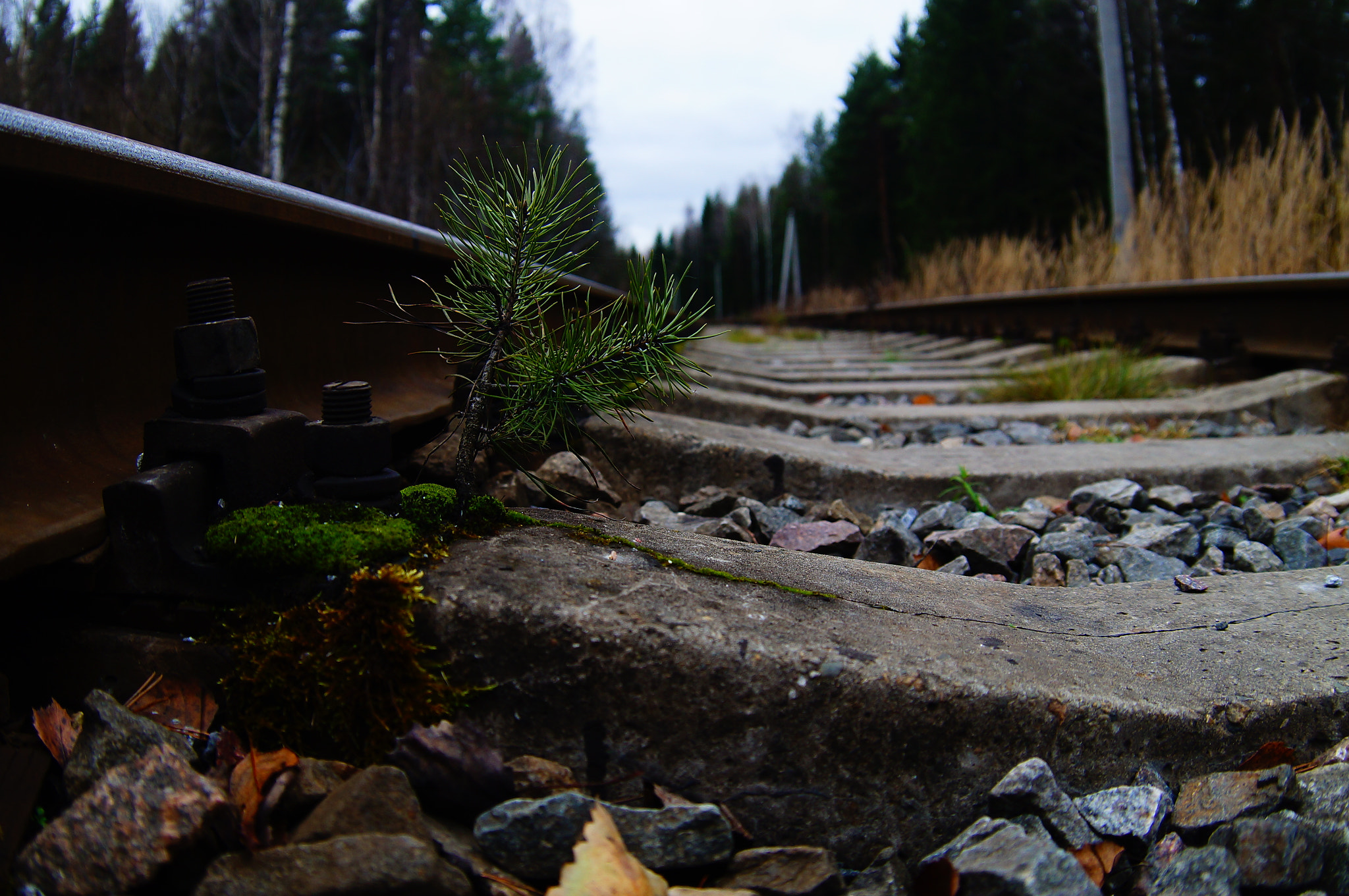 Sony SLT-A37 + Minolta AF 50mm F1.7 sample photo. Новая жизнь photography