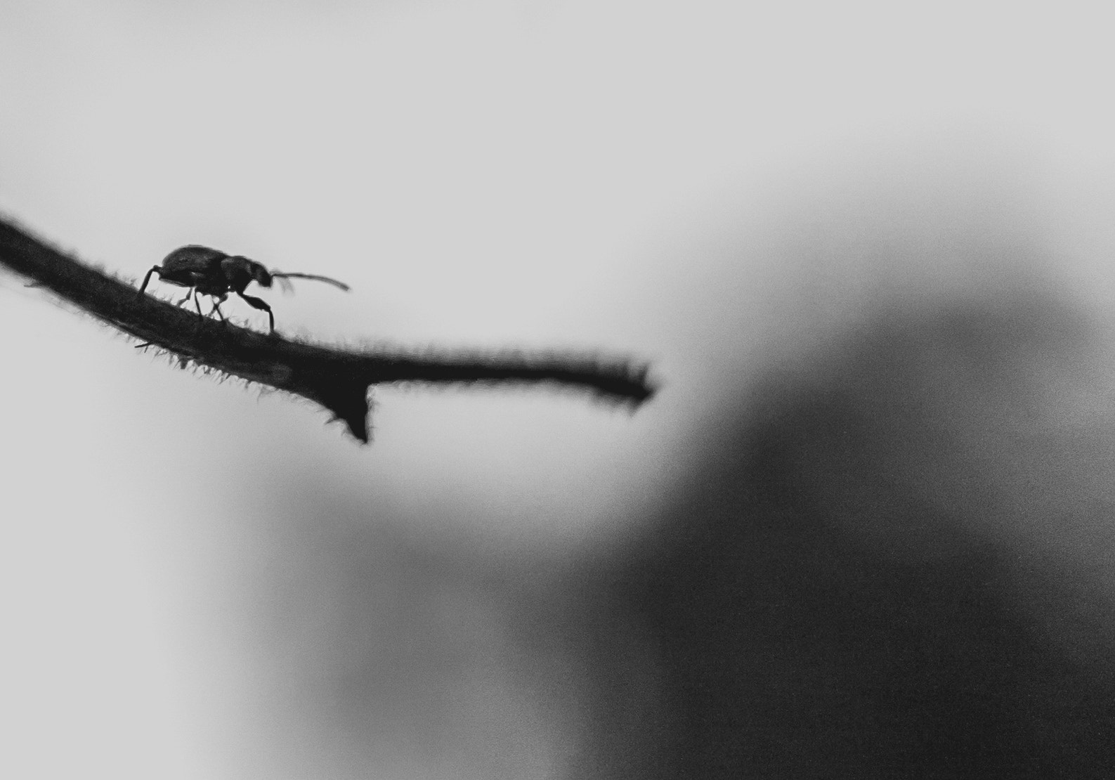 Sigma 28mm f/1.8 DG Macro EX sample photo. A bugs life photography