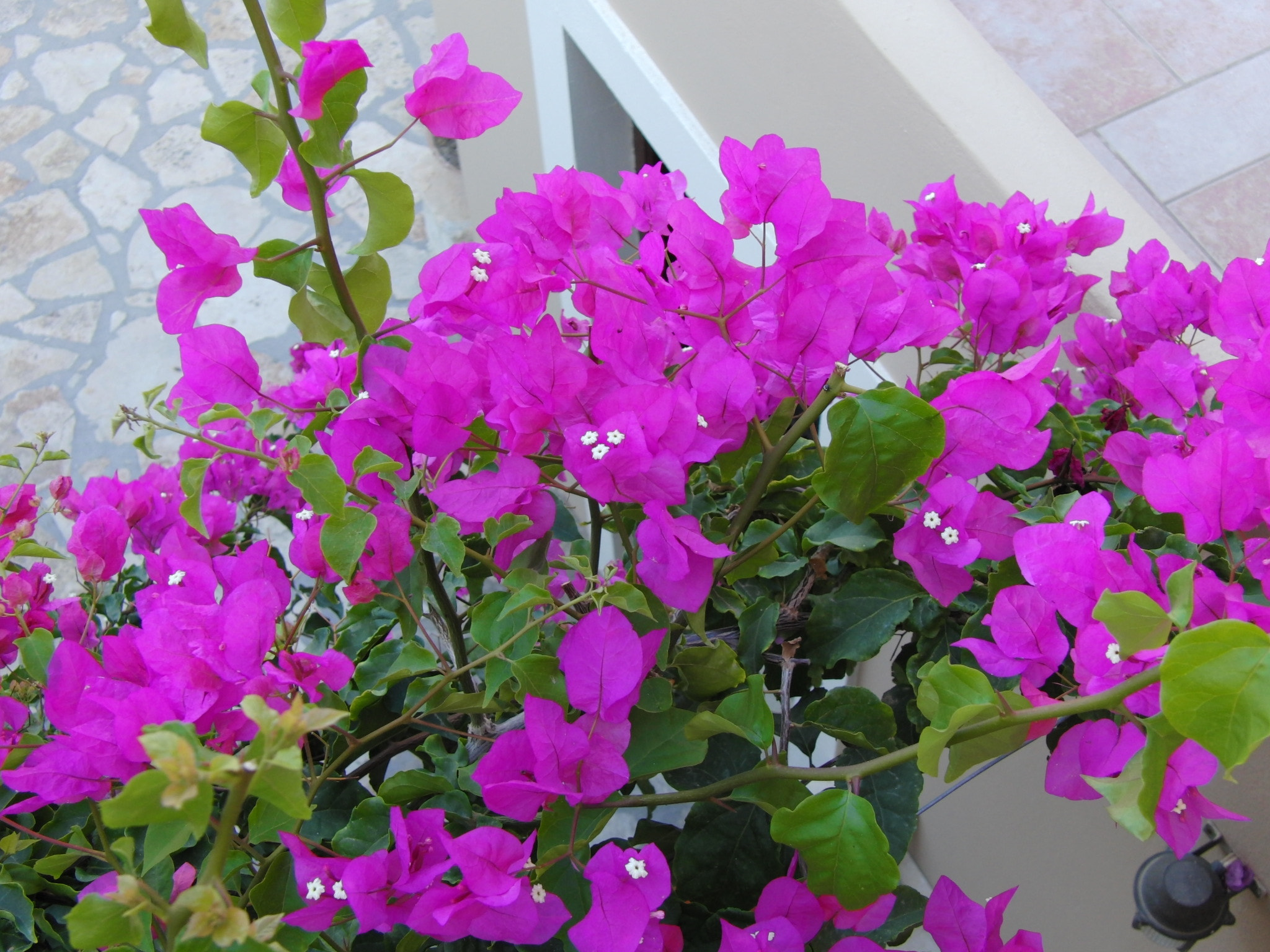 CASIO EX-F1 sample photo. Colorful photography
