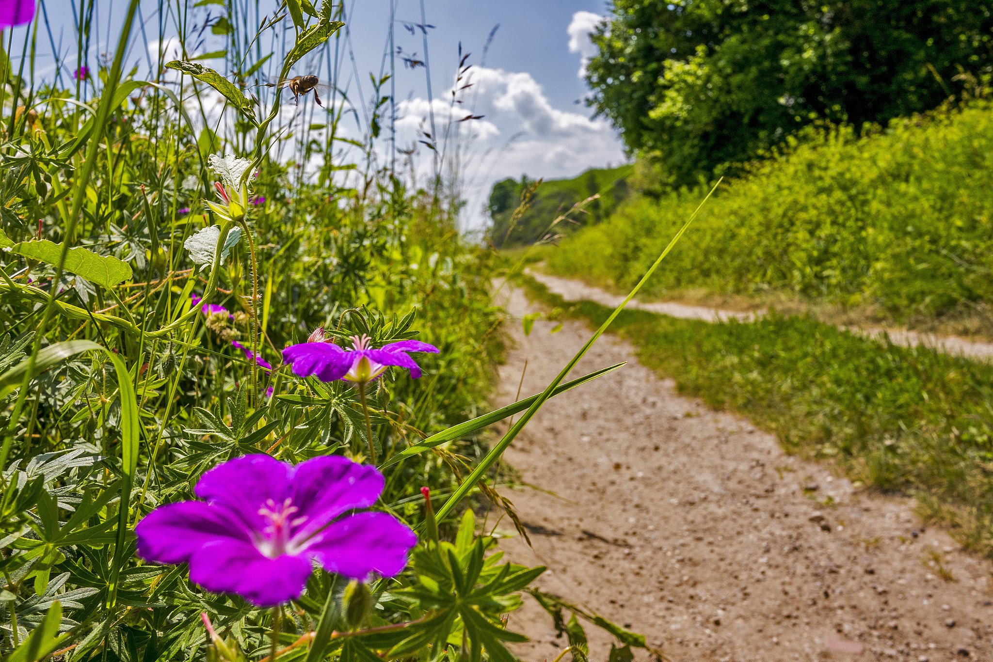 Panasonic Lumix DMC-GX7 + Panasonic Lumix G 14mm F2.5 ASPH sample photo. Find the bee photography