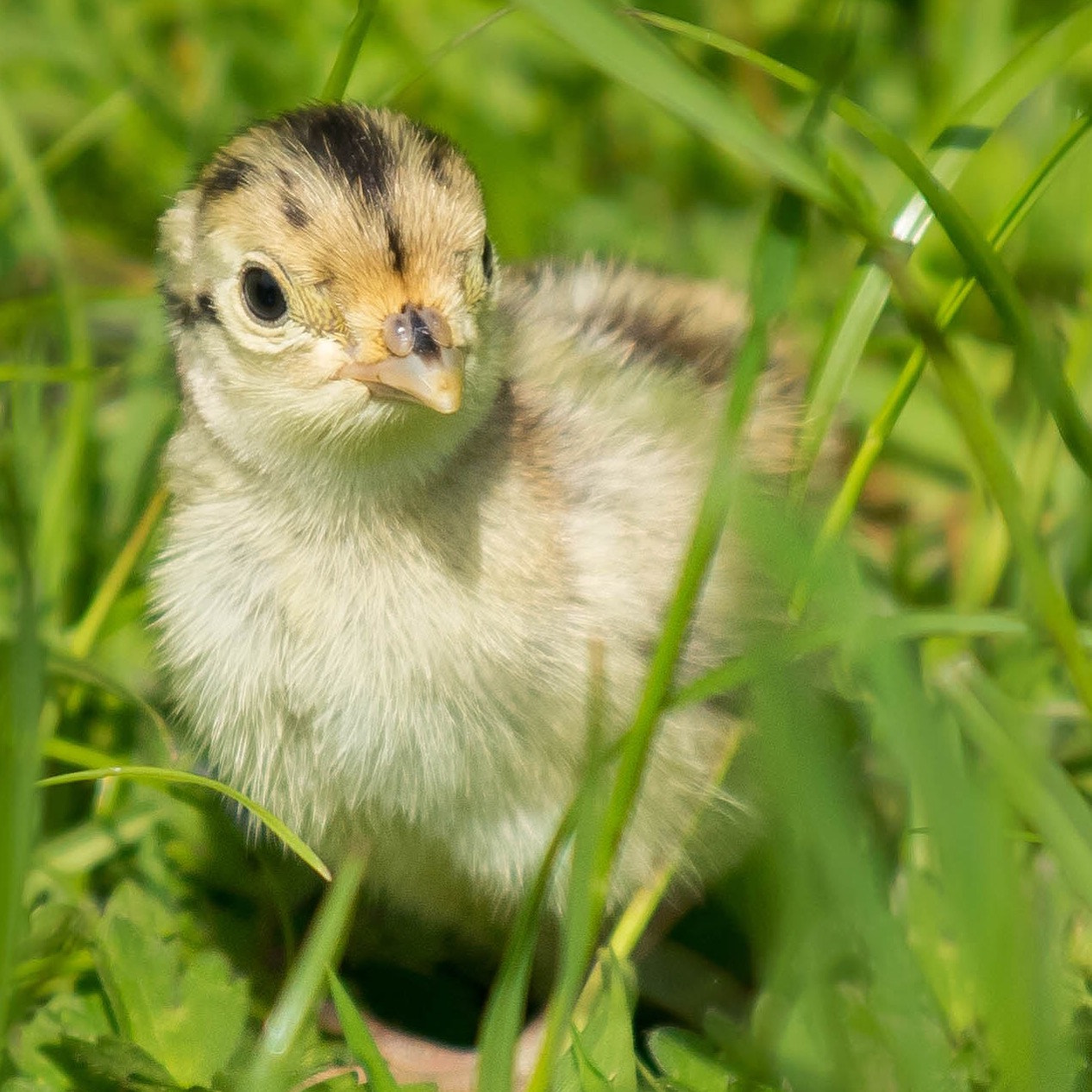 Minolta AF 100-300mm F4.5-5.6 APO [New] sample photo. Pheasant chicks following mother hen around. photography