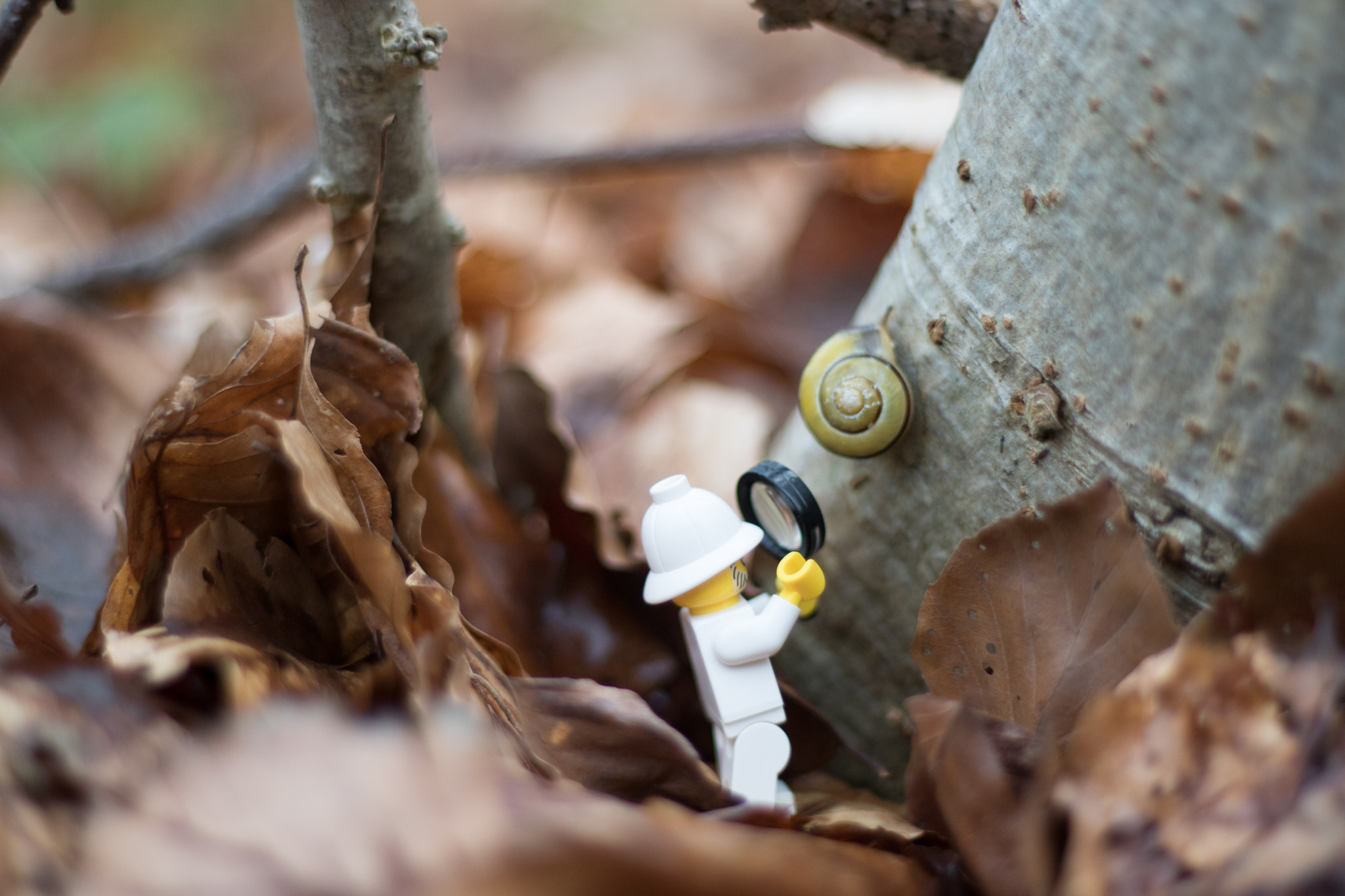 Canon EOS 750D (EOS Rebel T6i / EOS Kiss X8i) + Canon EF 50mm F1.8 II sample photo. Giant snail photography