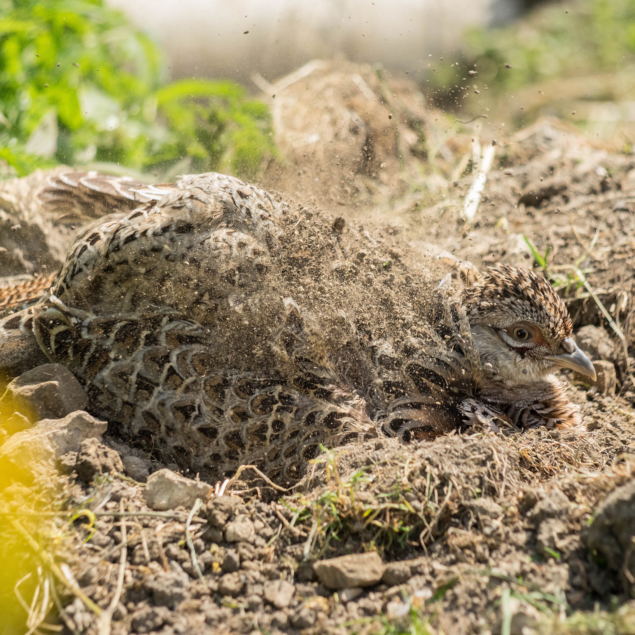 Minolta AF 100-400mm F4.5-6.7 APO sample photo. Pheasant hen rustling up the dirt. photography