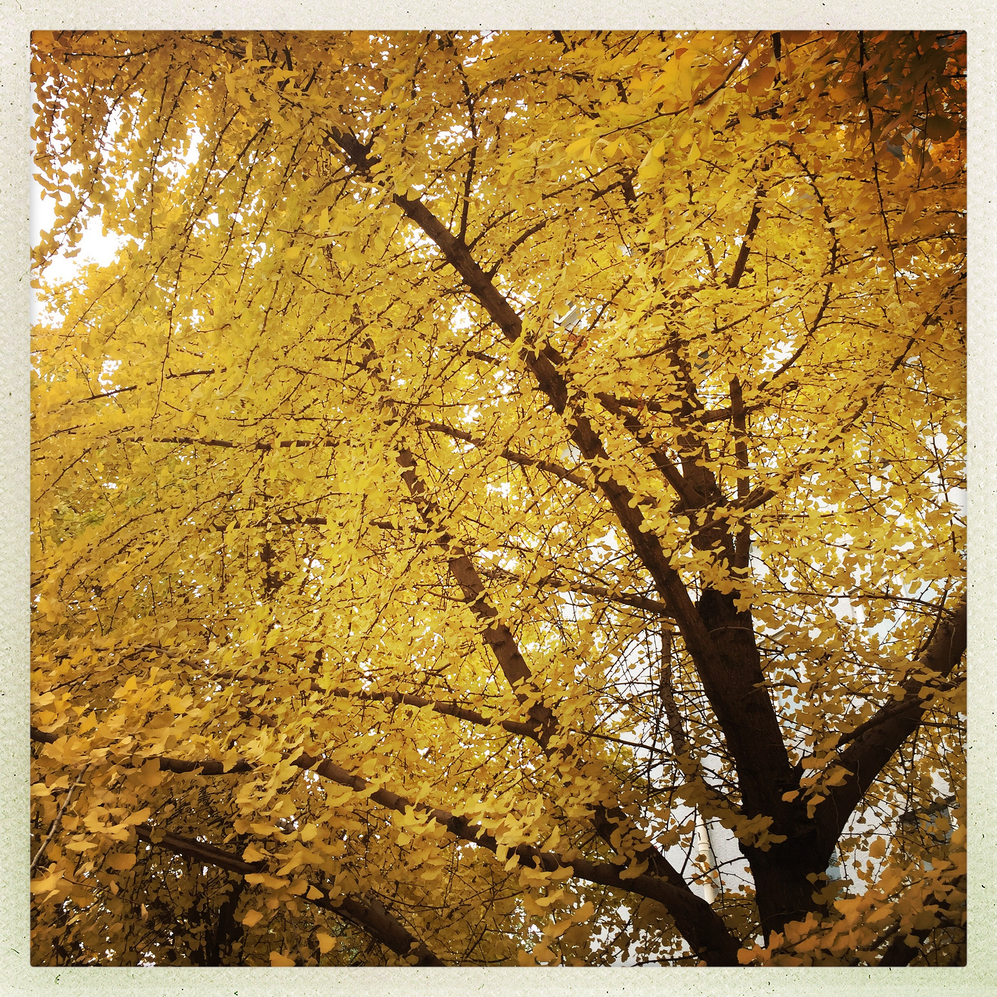 Hipstamatic 280 sample photo. Golden tree photography