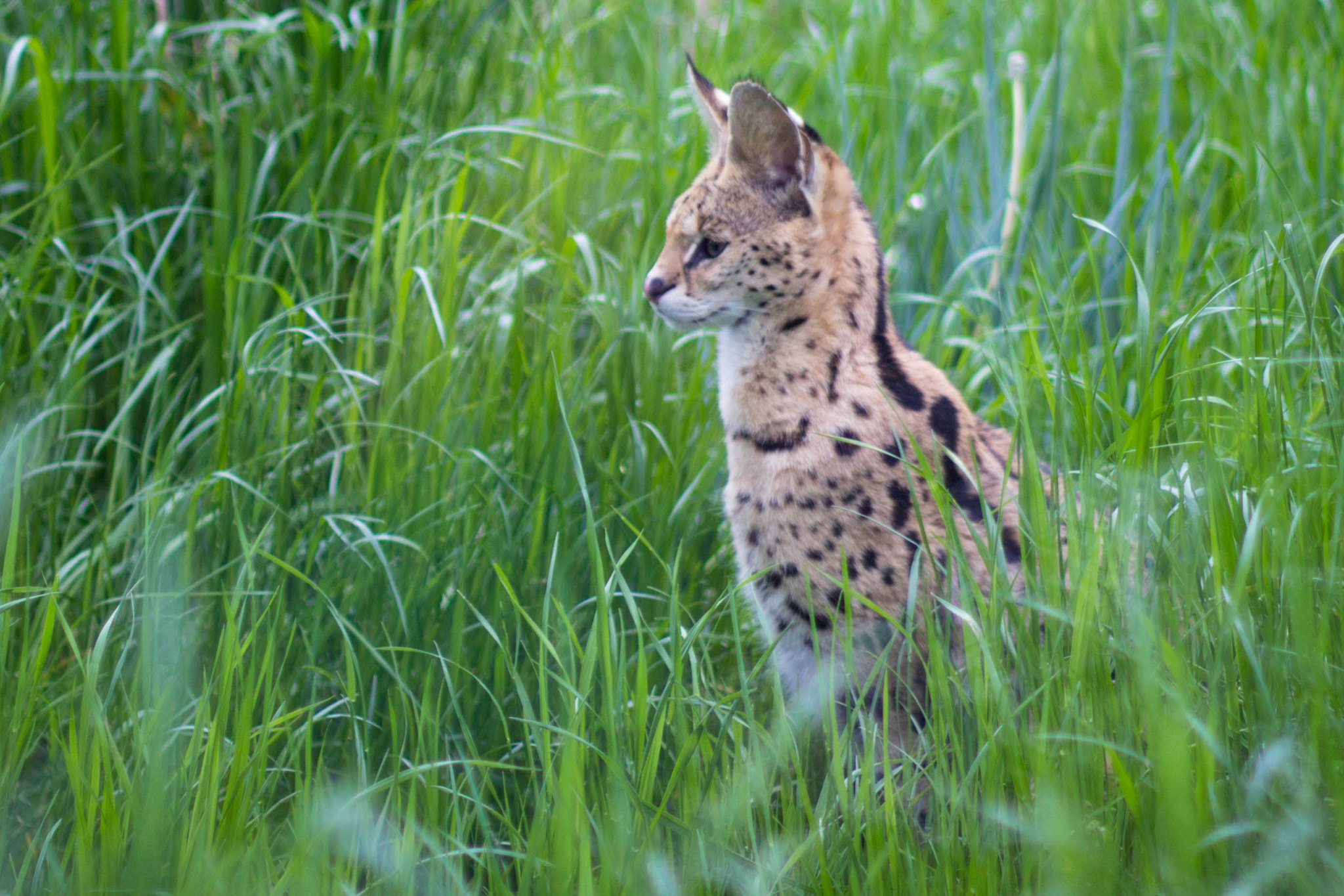 Canon EF 50mm F1.4 USM sample photo. Lynx photography
