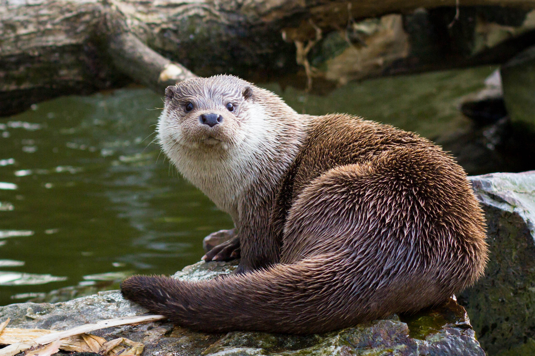 Canon EOS 600D (Rebel EOS T3i / EOS Kiss X5) + Canon EF 50mm F1.4 USM sample photo. Otter photography