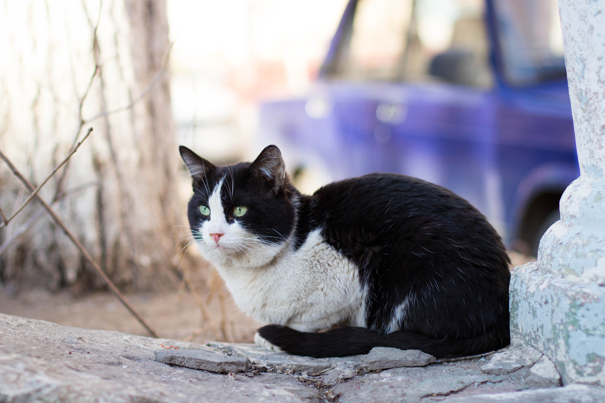 Canon EOS 600D (Rebel EOS T3i / EOS Kiss X5) + Canon EF 50mm F1.4 USM sample photo. Wild cat photography