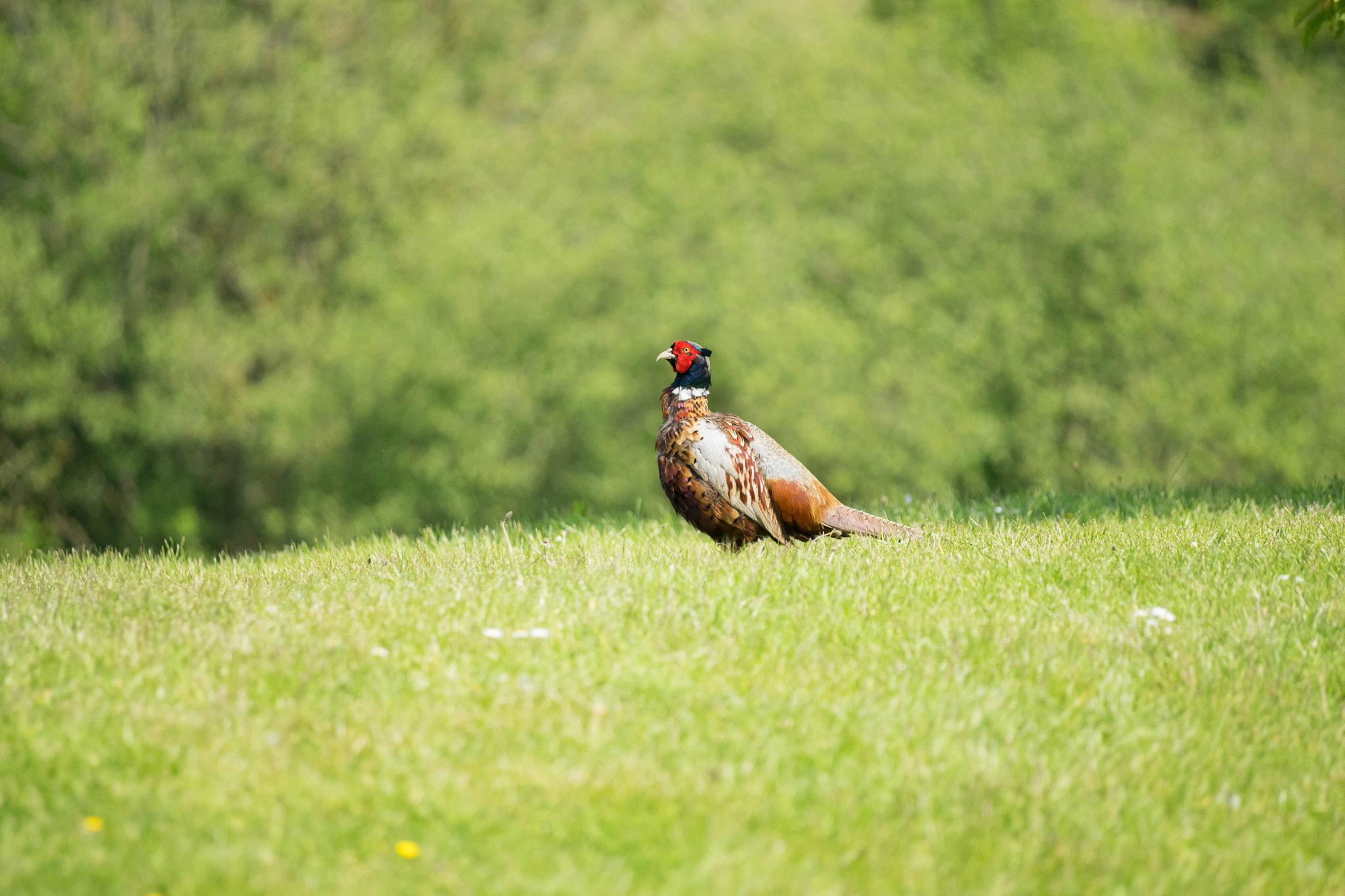 Minolta AF 100-300mm F4.5-5.6 APO [New] sample photo. Pheasant keeping an eye out. photography