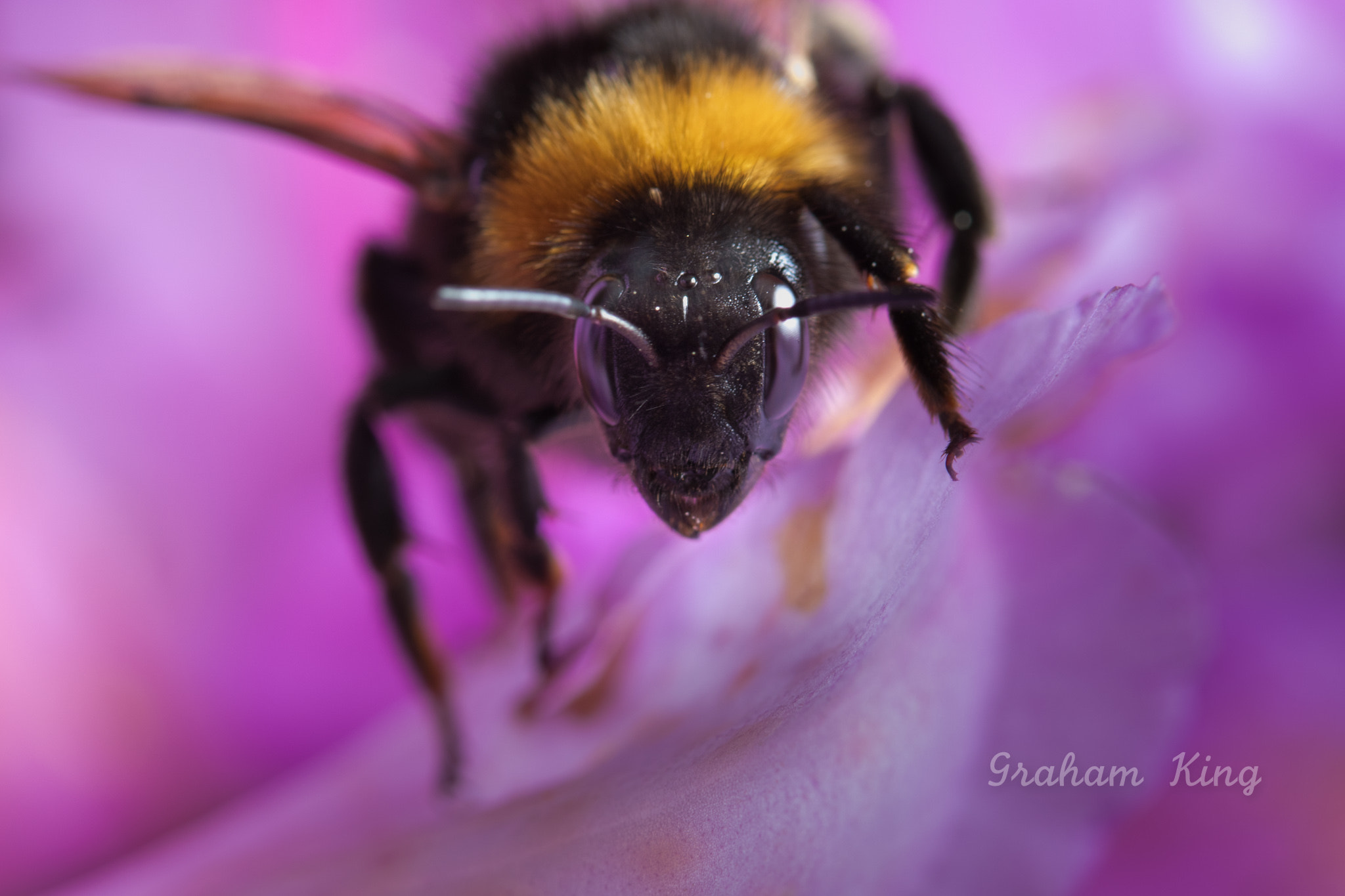Canon EF-S 60mm F2.8 Macro USM sample photo. Hello bee! photography