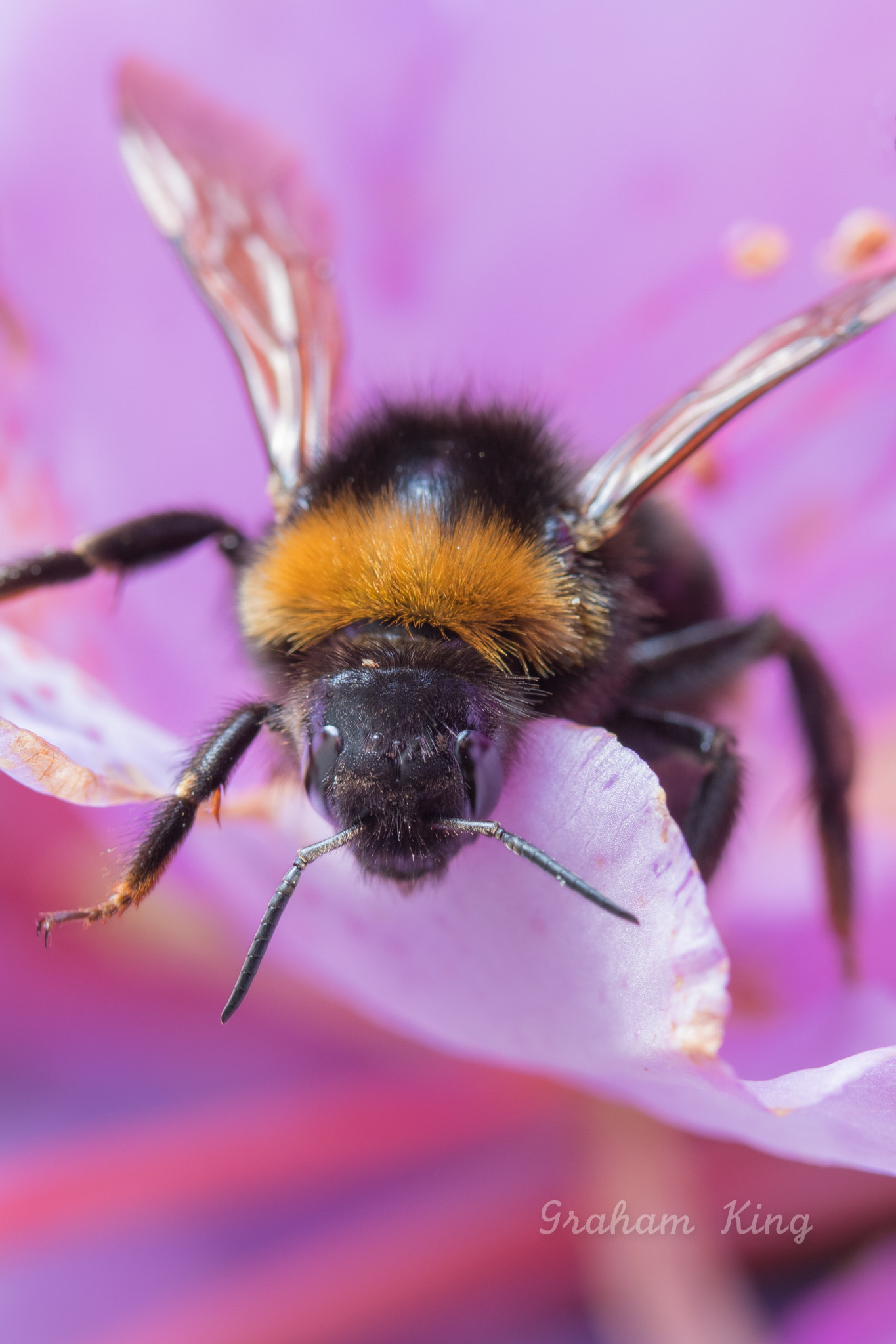 Canon EF-S 60mm F2.8 Macro USM sample photo. Bee on rhododendron 3 photography