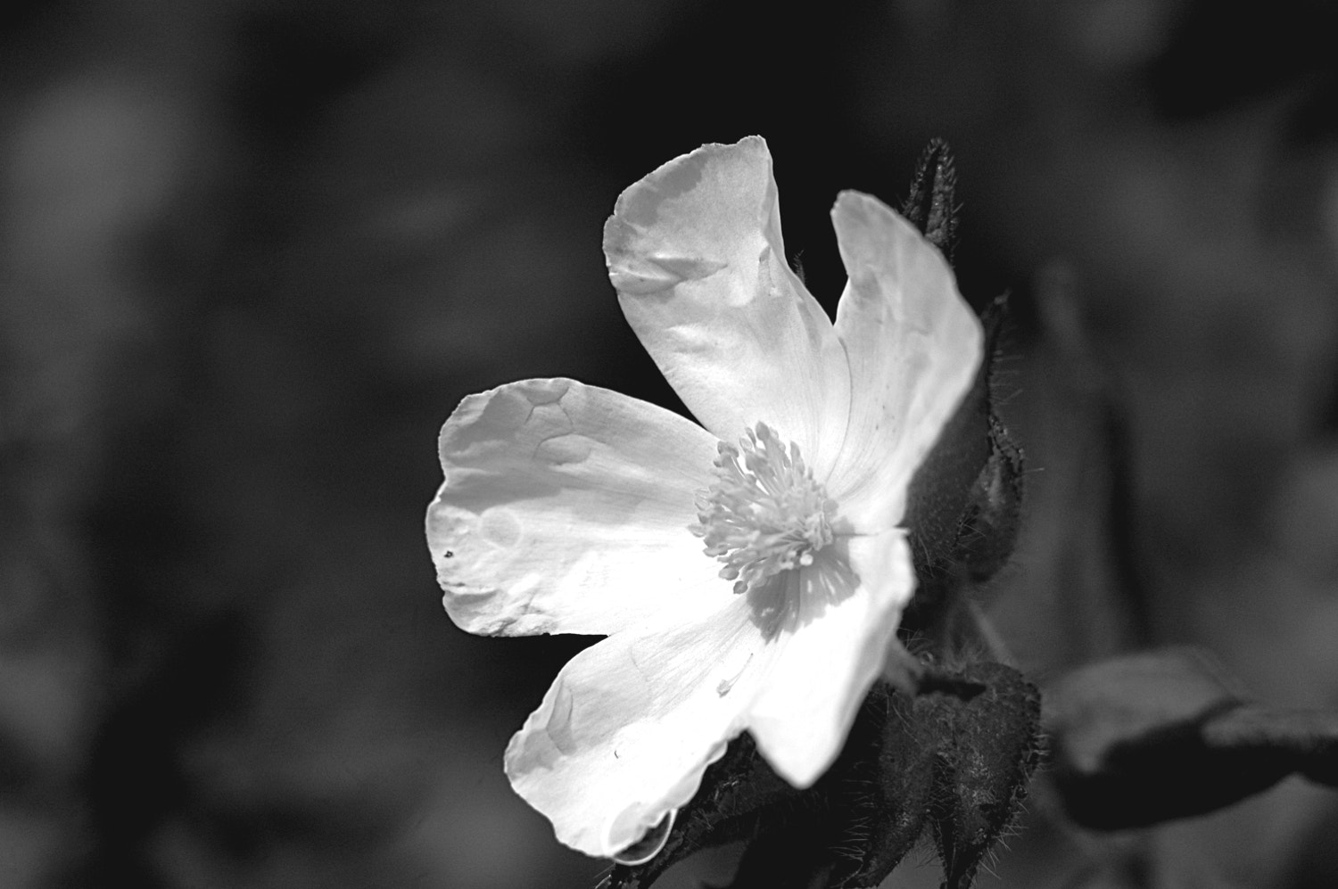 Nikon D70s + Sigma Macro 90mm F2.8 sample photo. A photography