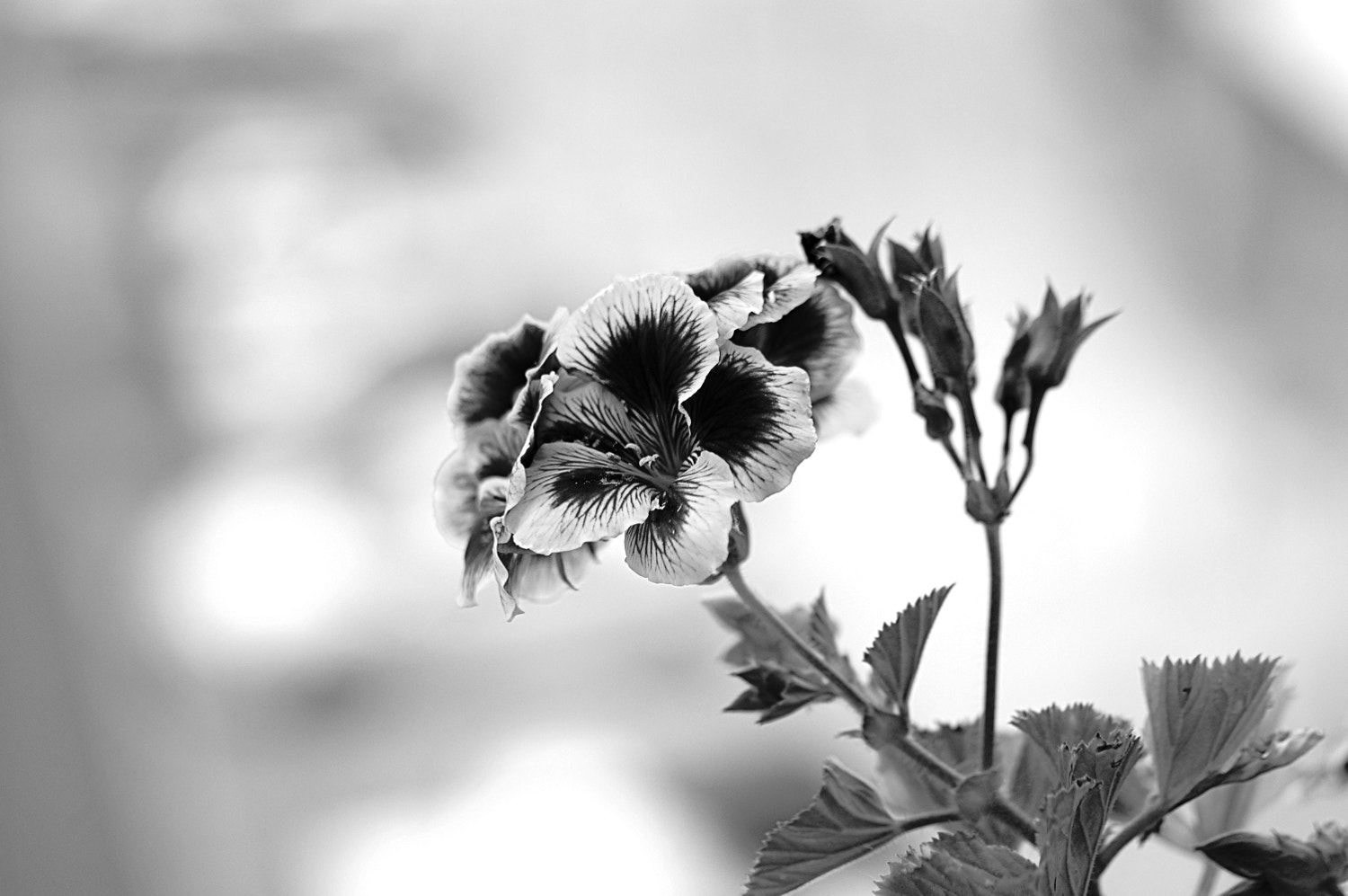 Nikon D70s + Sigma Macro 90mm F2.8 sample photo. A photography