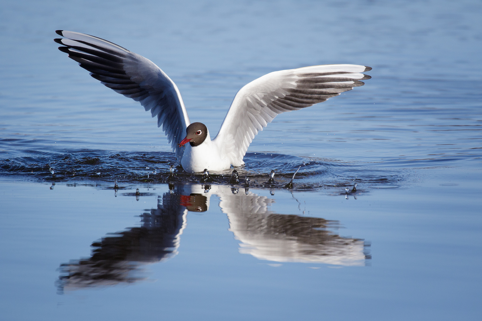 Canon EF 100-400mm F4.5-5.6L IS II USM sample photo. Fishing photography