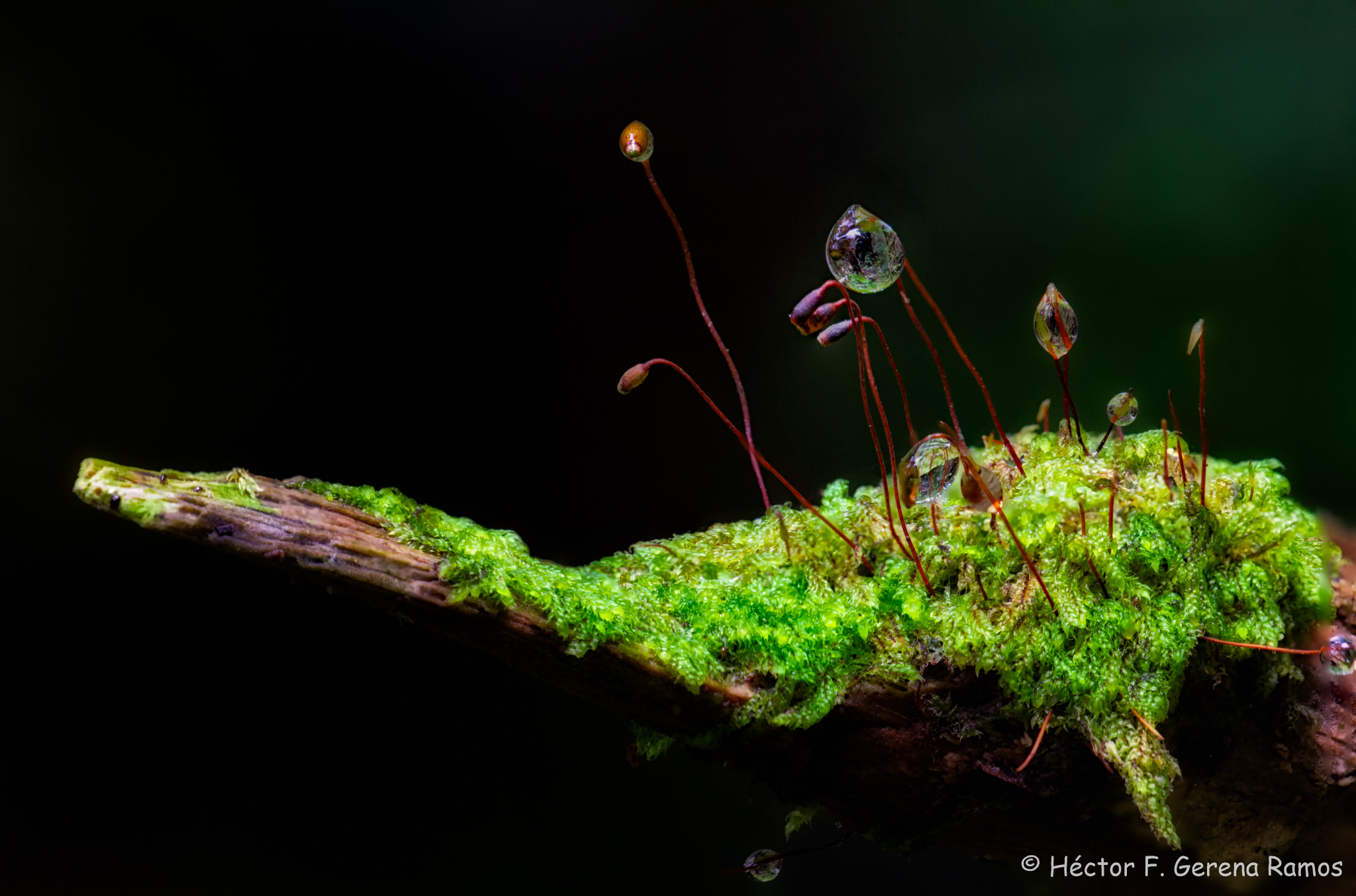 Sigma APO Macro 180mm F2.8 EX DG OS HSM sample photo. Little forest photography