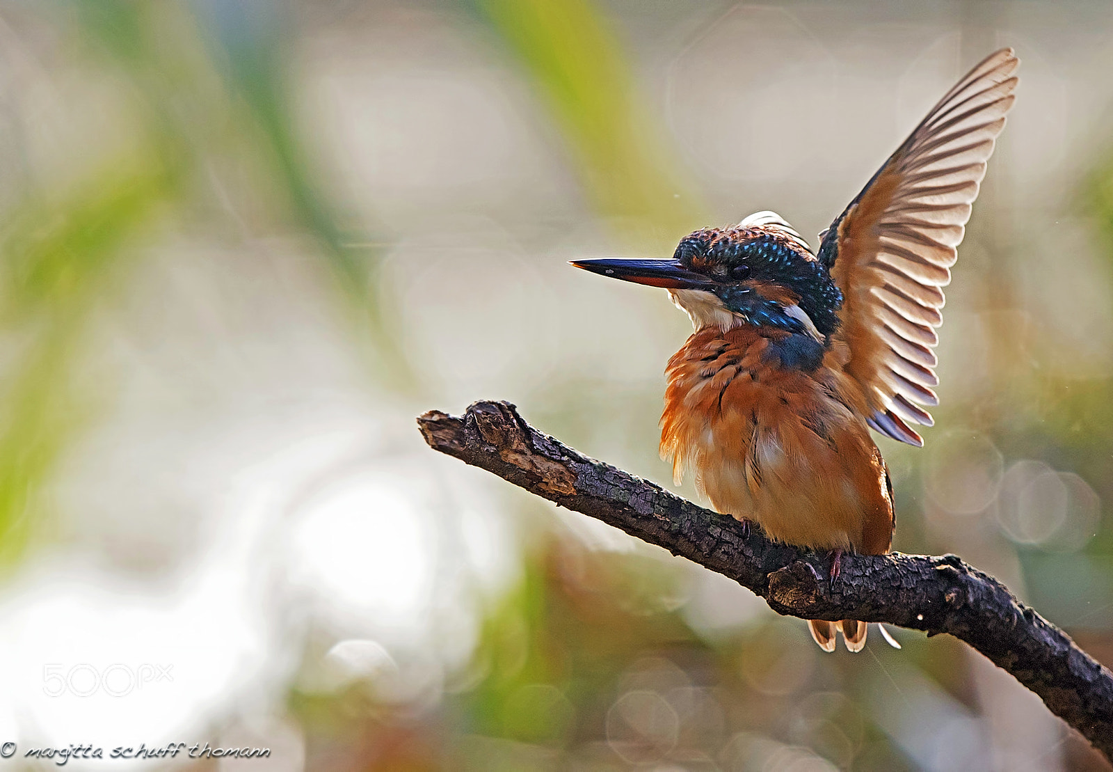 Canon EF 300mm F2.8L IS USM sample photo. Backlight.. photography