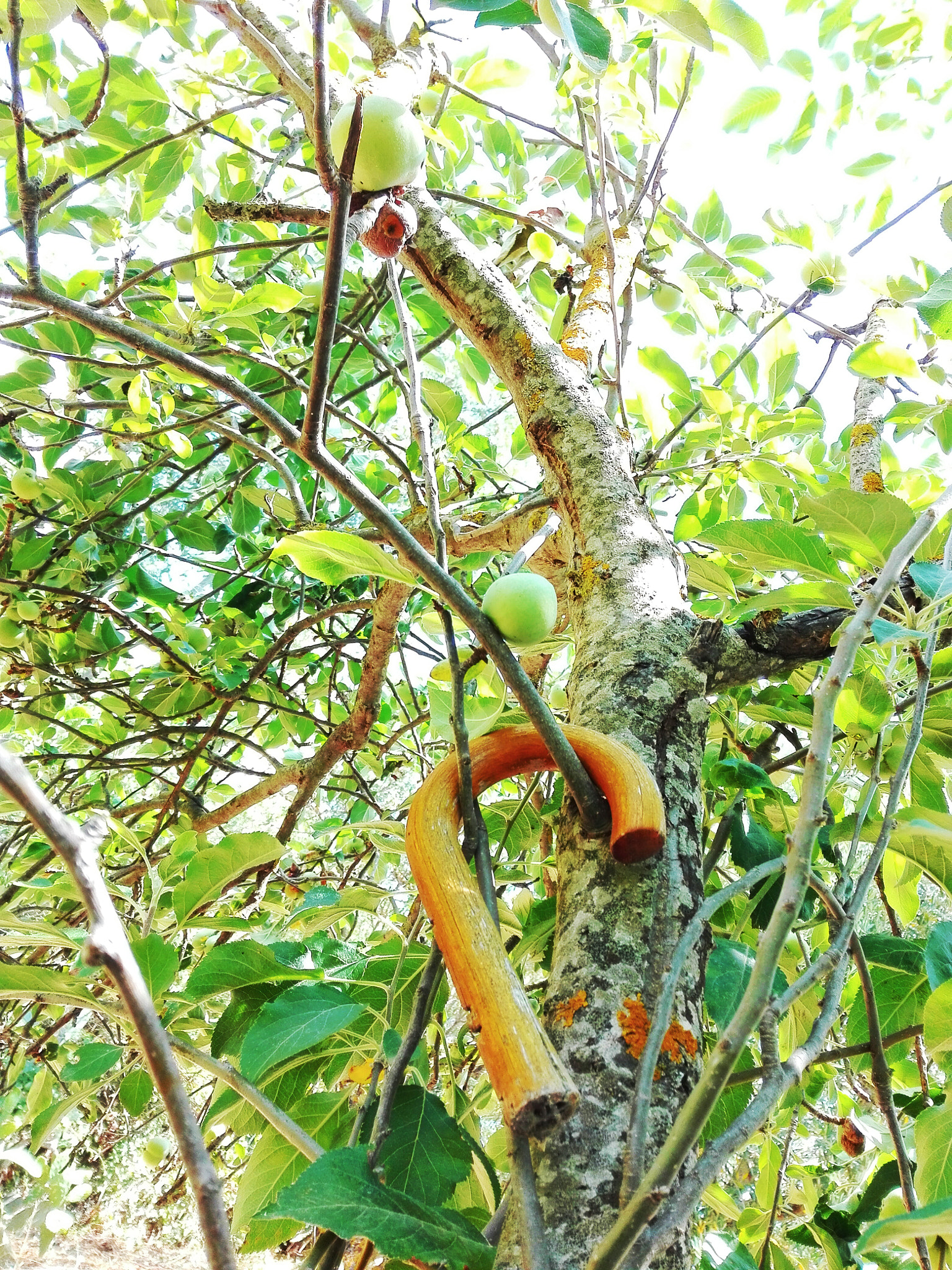 HUAWEI Mate 8 Lite sample photo
